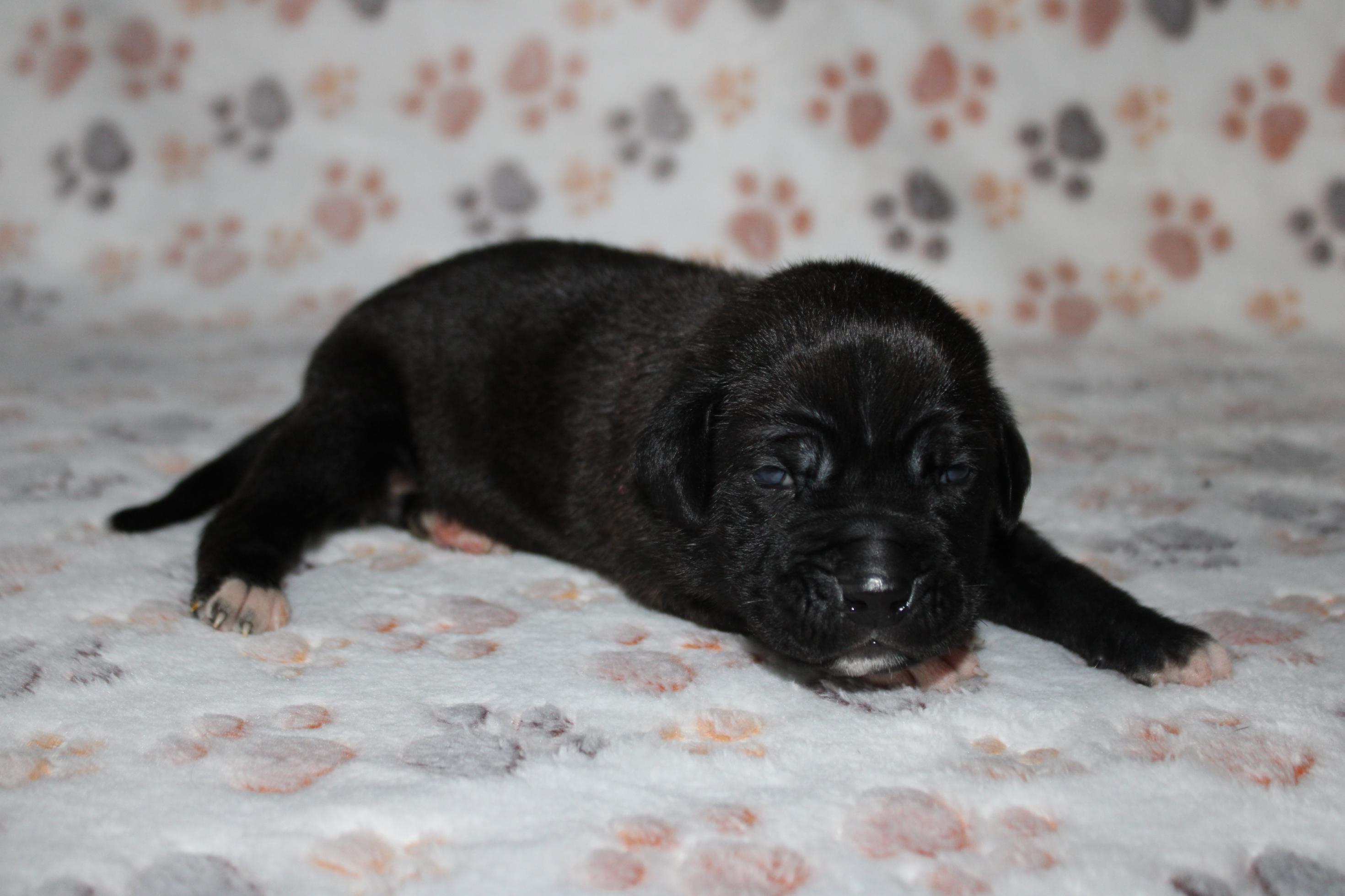 Chiot Cane Corso Femelle N°1