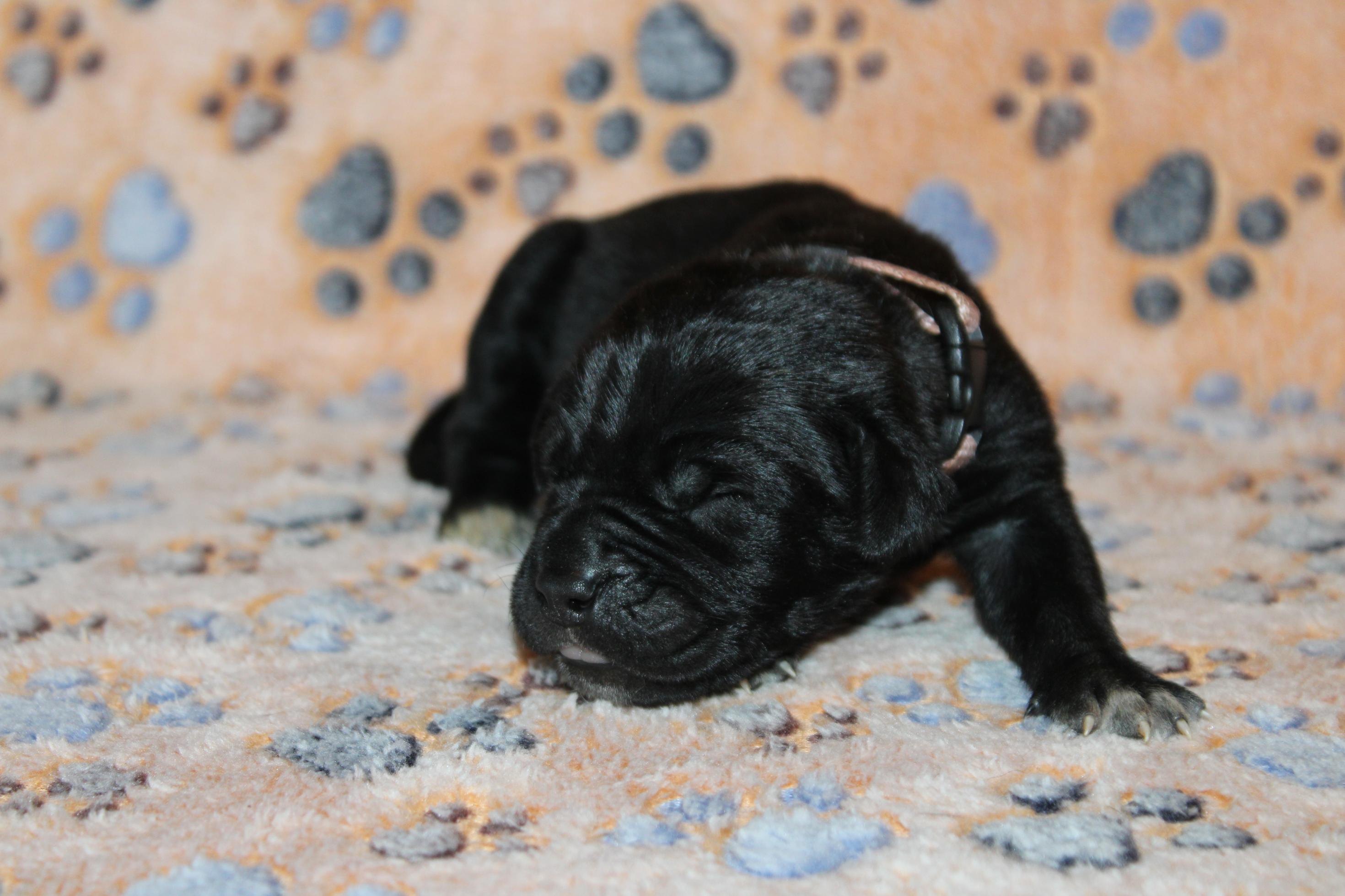 Chiot Cane Corso Femelle N°1