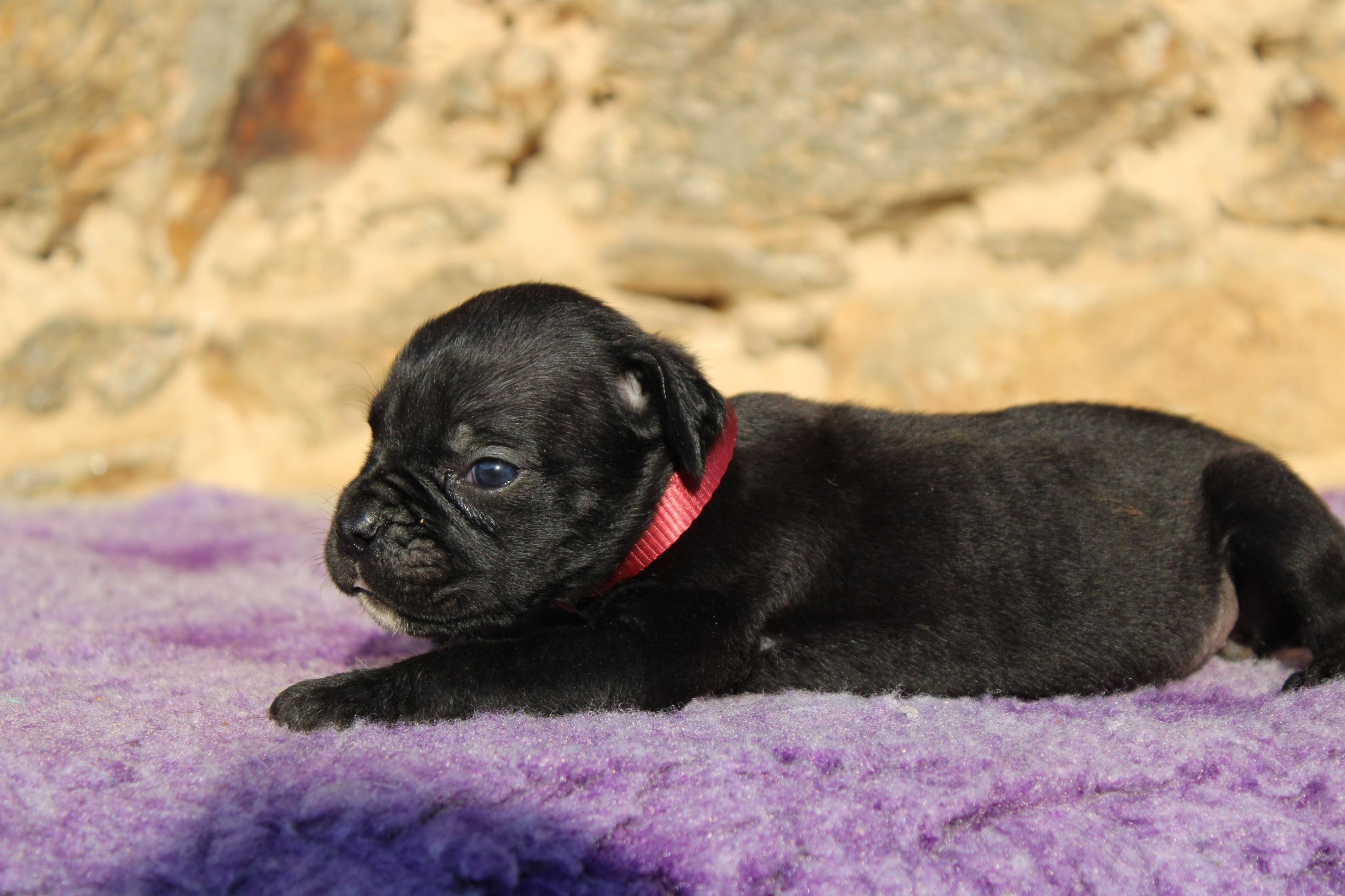Chiot Cane Corso Valda