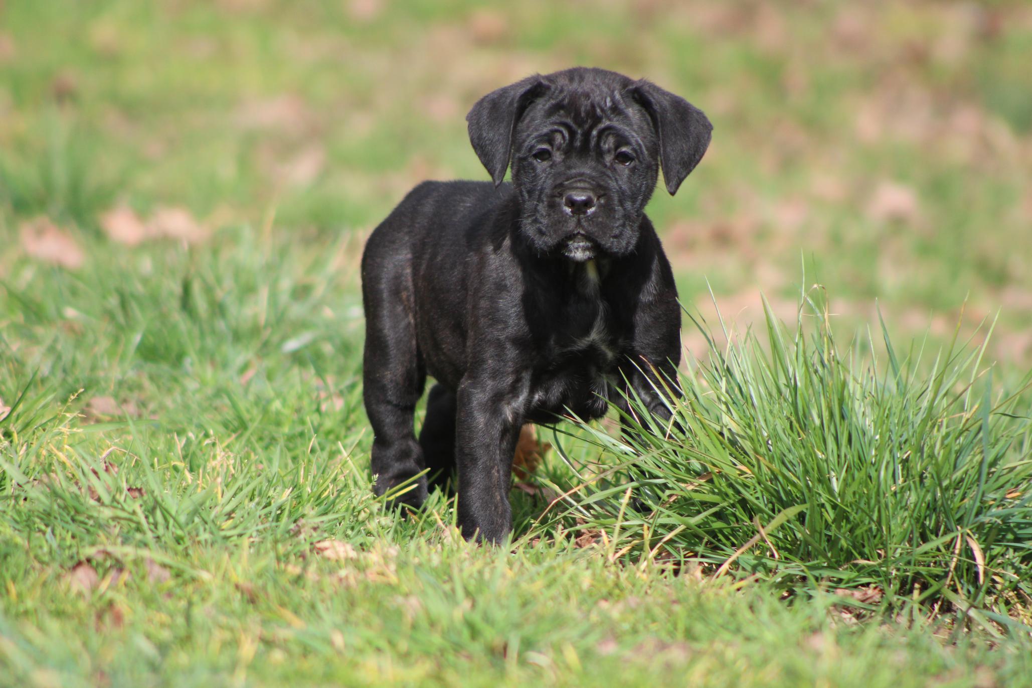 Chiot Cane Corso Arya