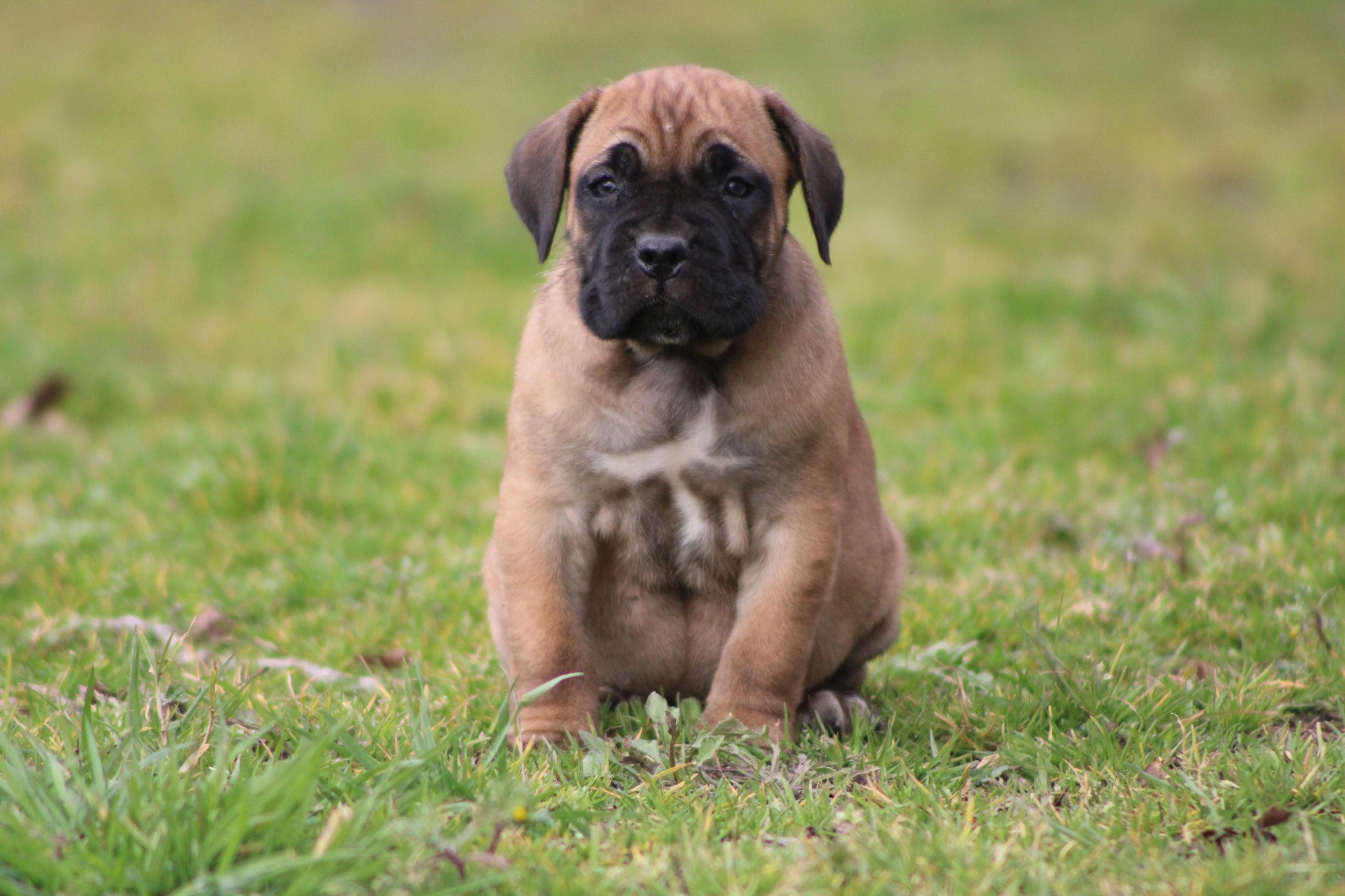 Chiot Cane Corso Azuria du domaine de