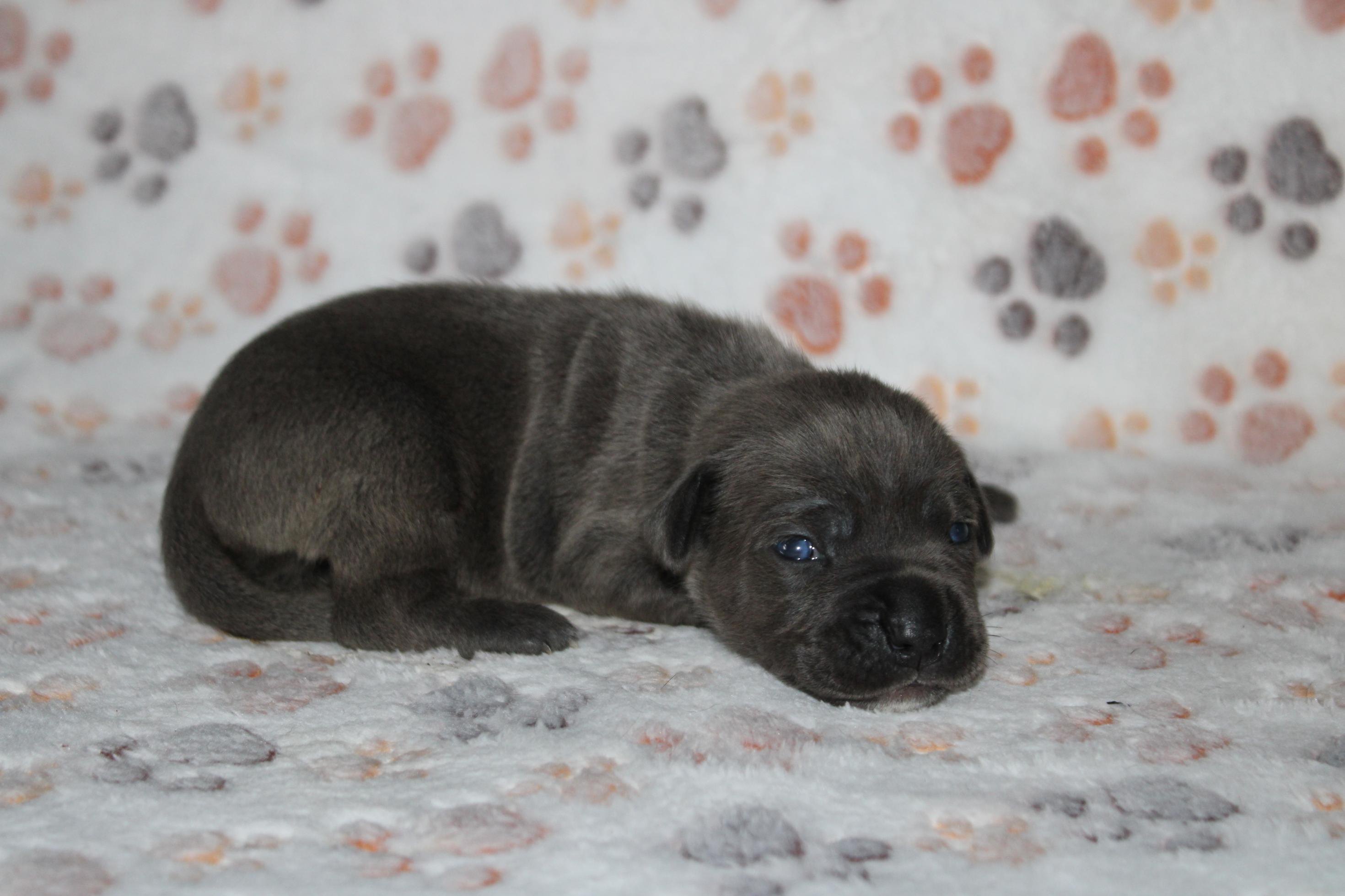 Chiot Cane Corso Femelle N°2