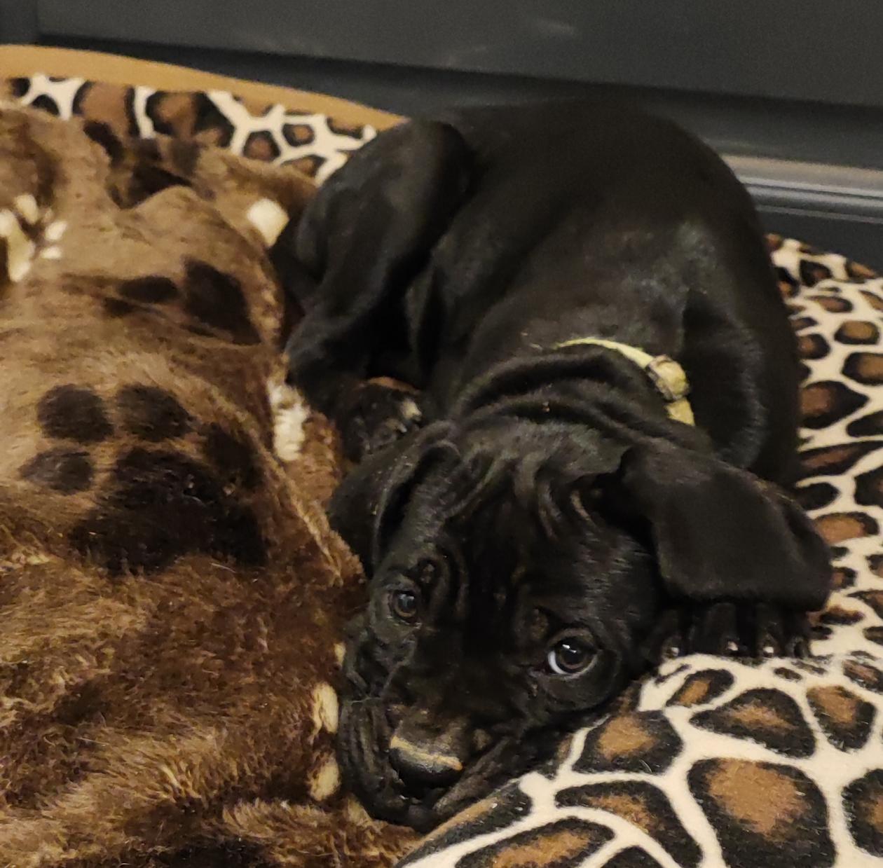 Chiot Cane Corso Utopia