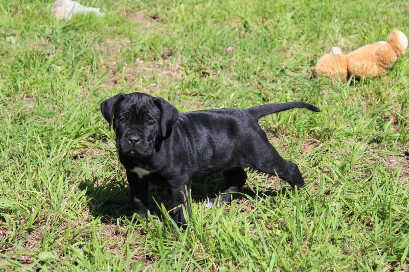 Chiot Cane Corso Vaya