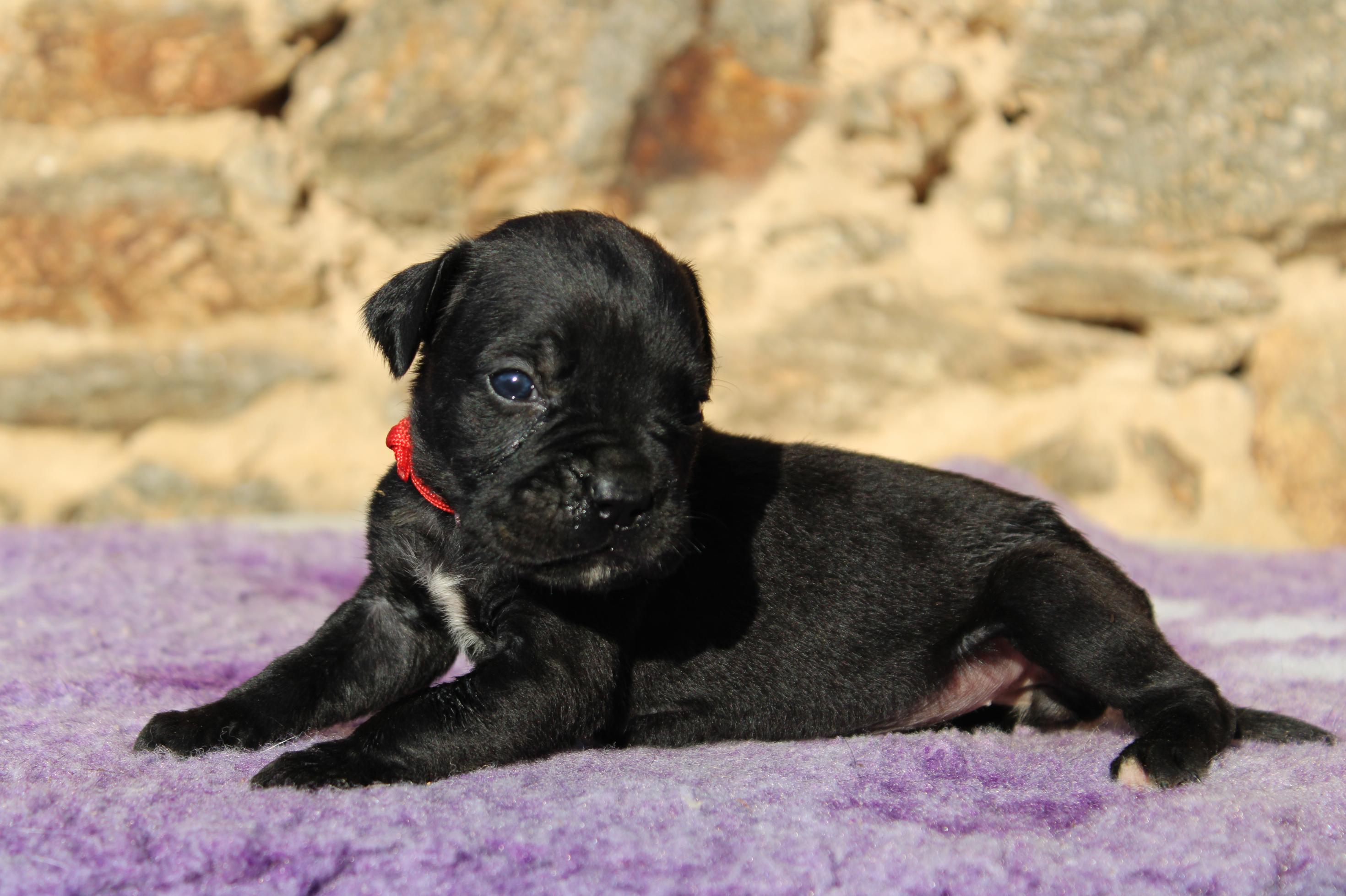 Chiot Cane Corso Vengeance