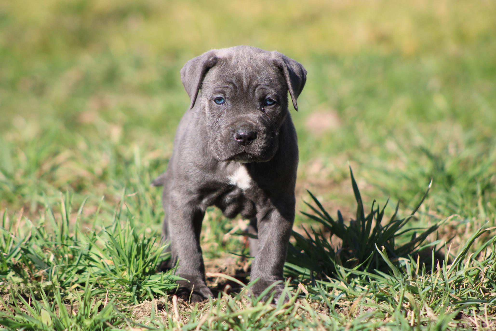 Chiot Cane Corso Astrale