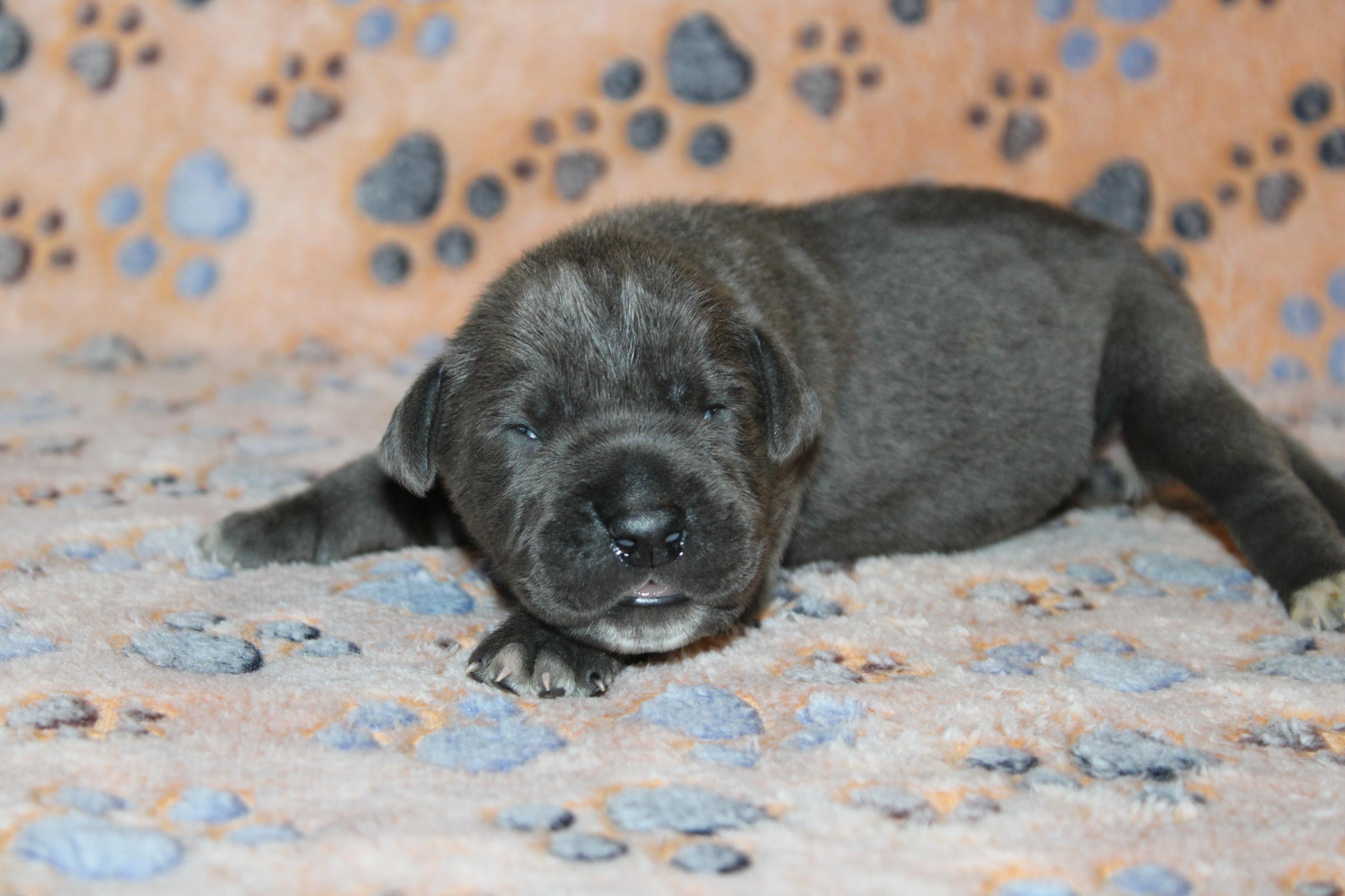 Chiot Cane Corso Femelle N°3