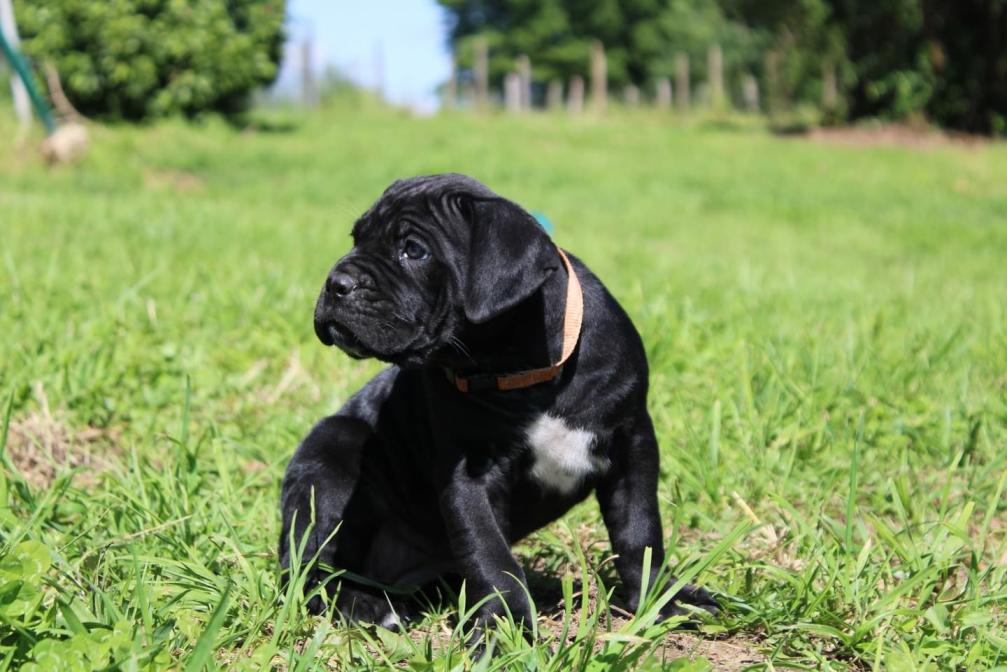 Chiot Cane Corso Femelle N°4
