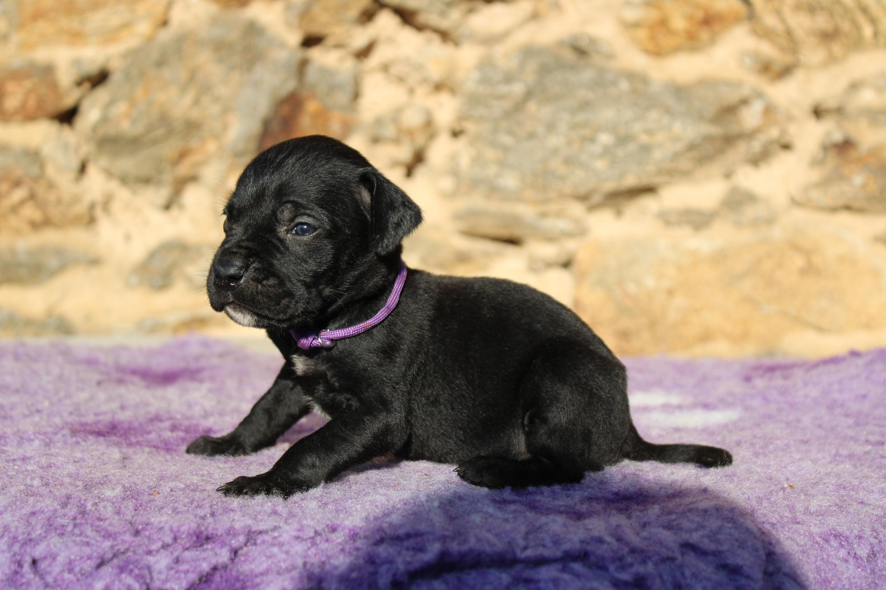Chiot Cane Corso Venus