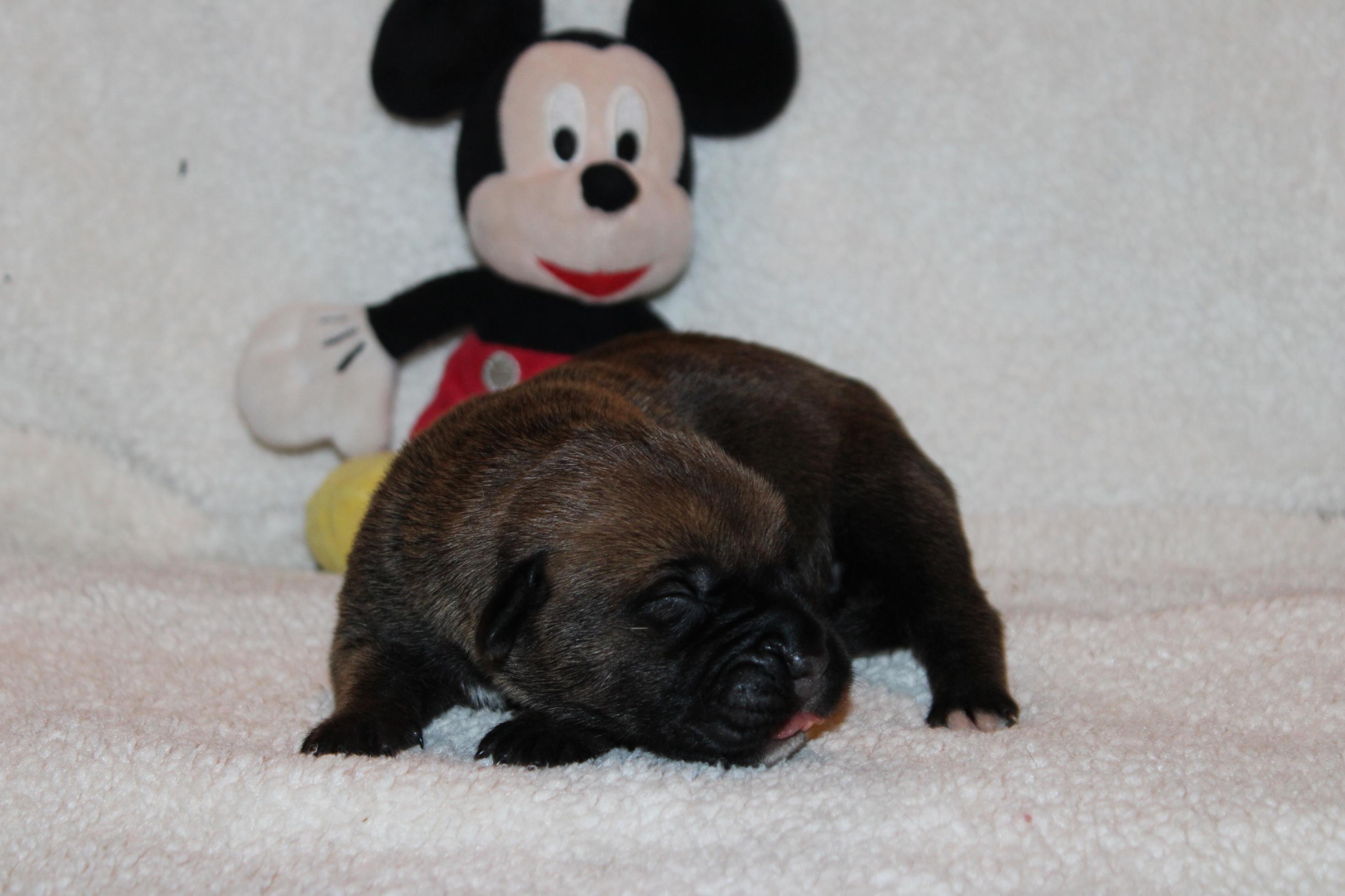 Chiot Cane Corso Arkana