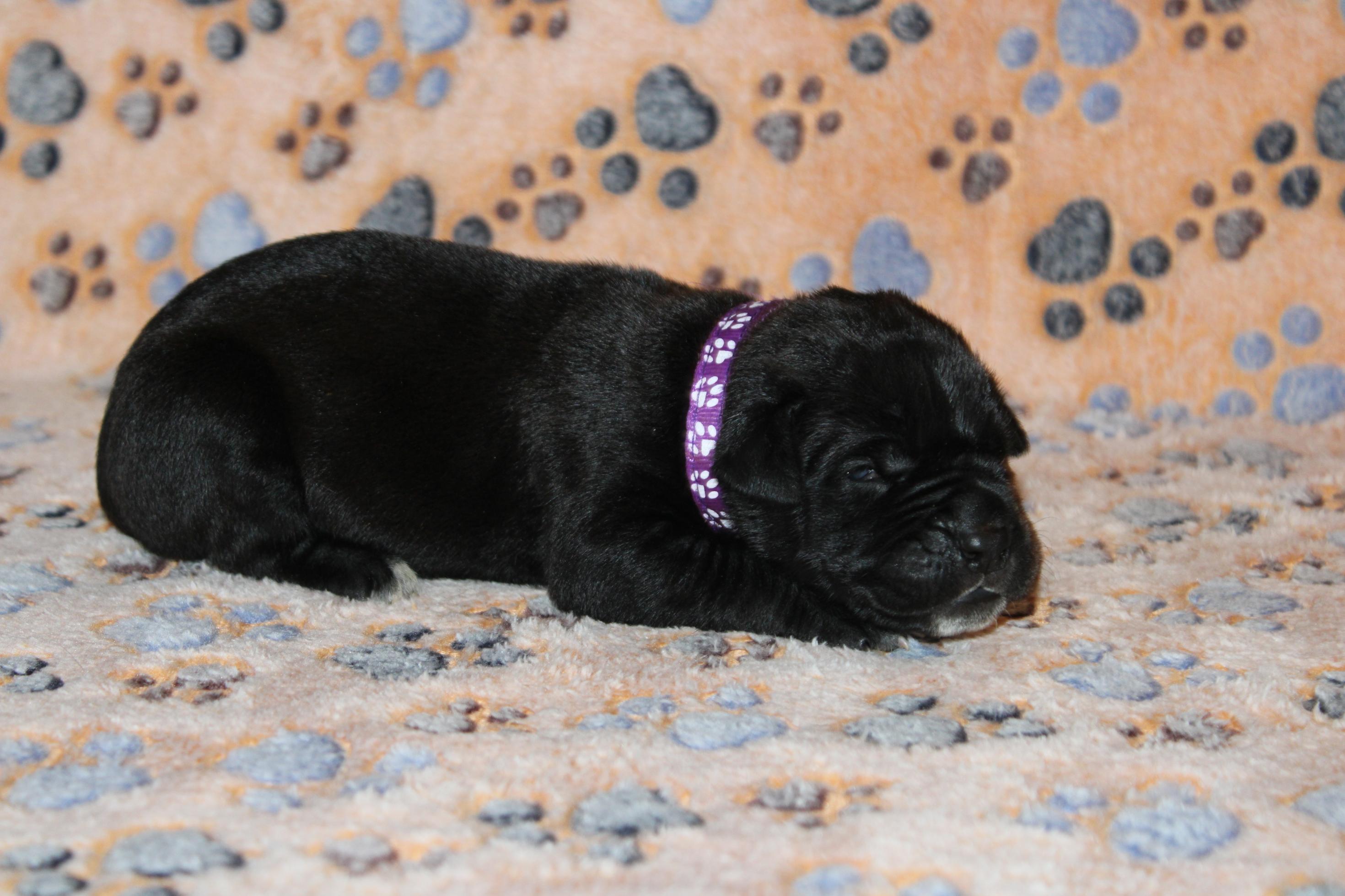 Chiot Cane Corso Femelle N°4