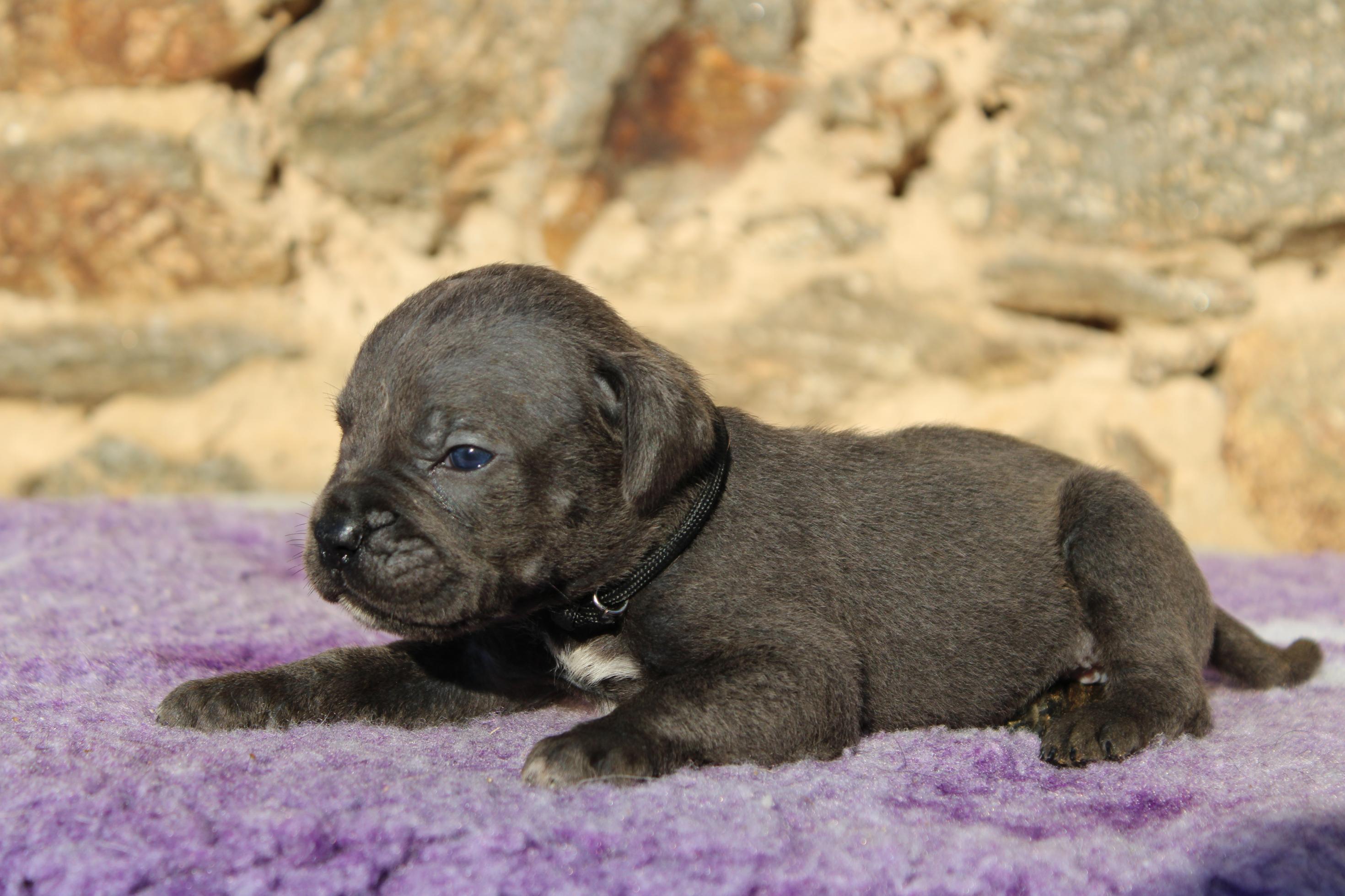 Chiot Cane Corso Volga