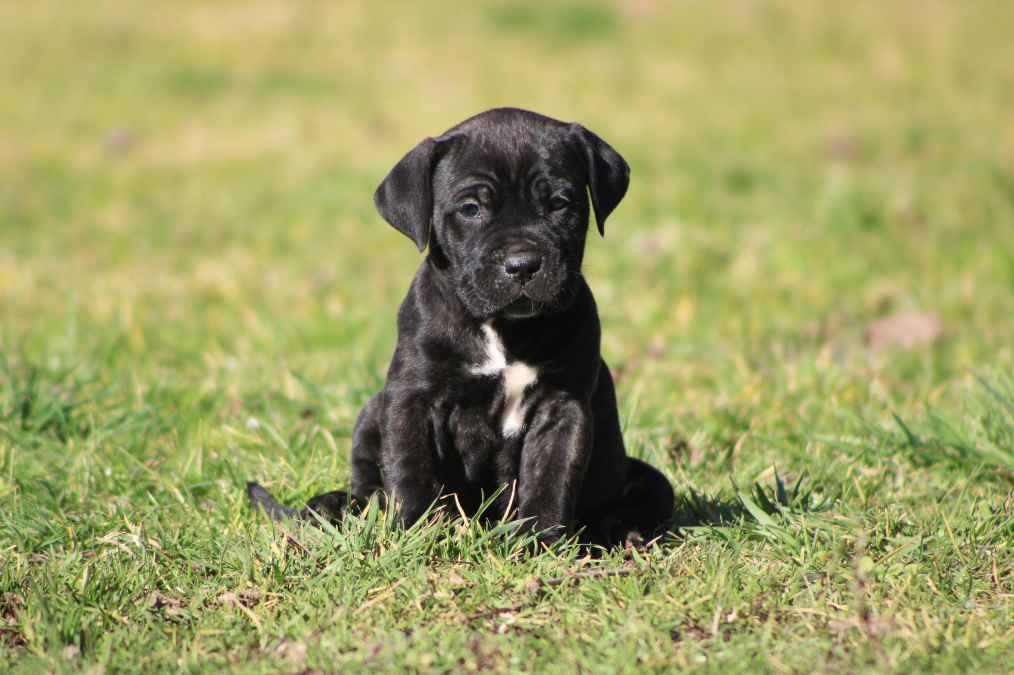 Chiot Cane Corso A