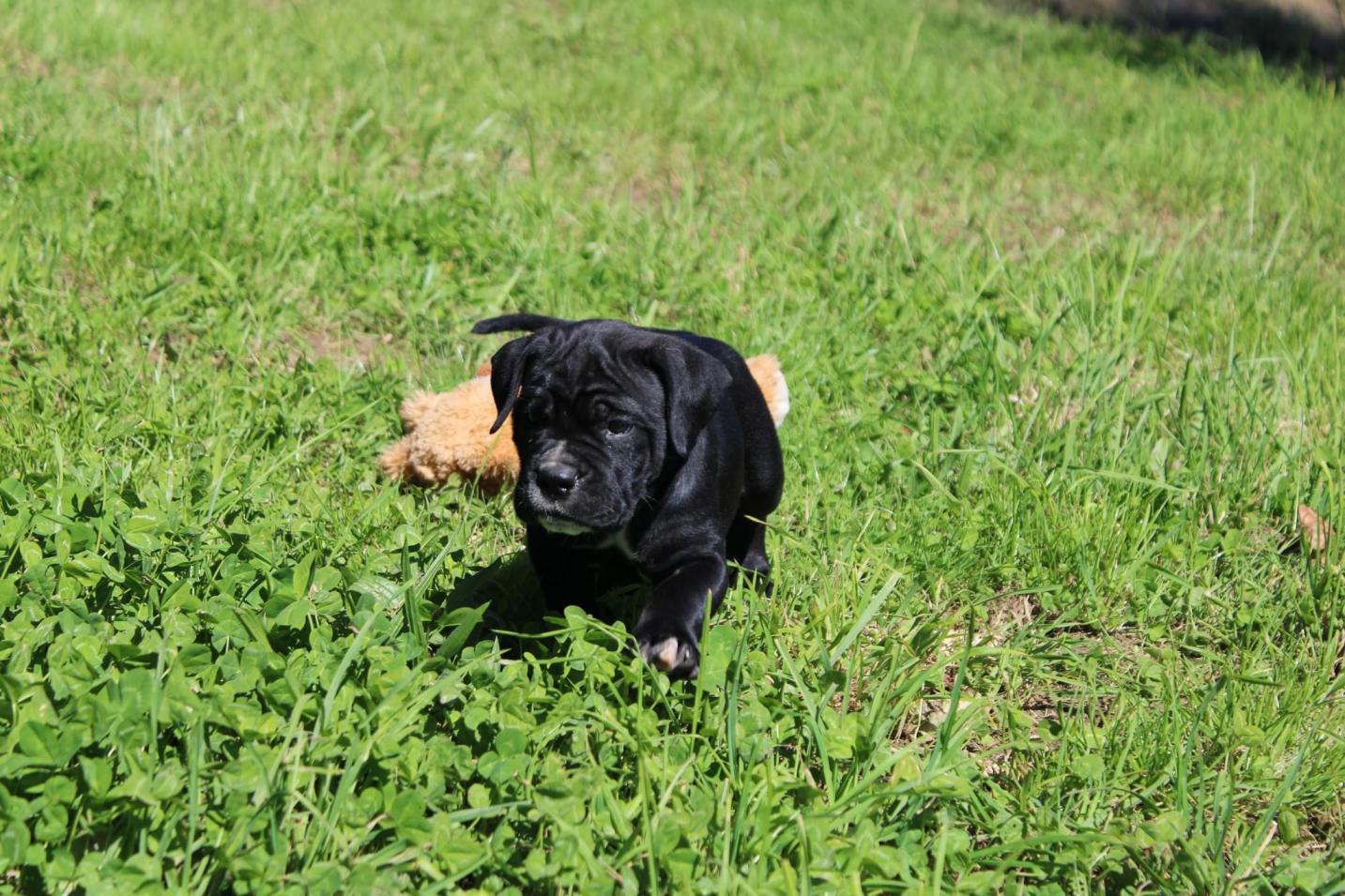 Chiot Cane Corso Voltaire