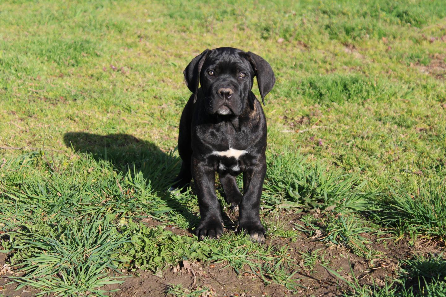 Chiot Cane Corso Mâle N°1