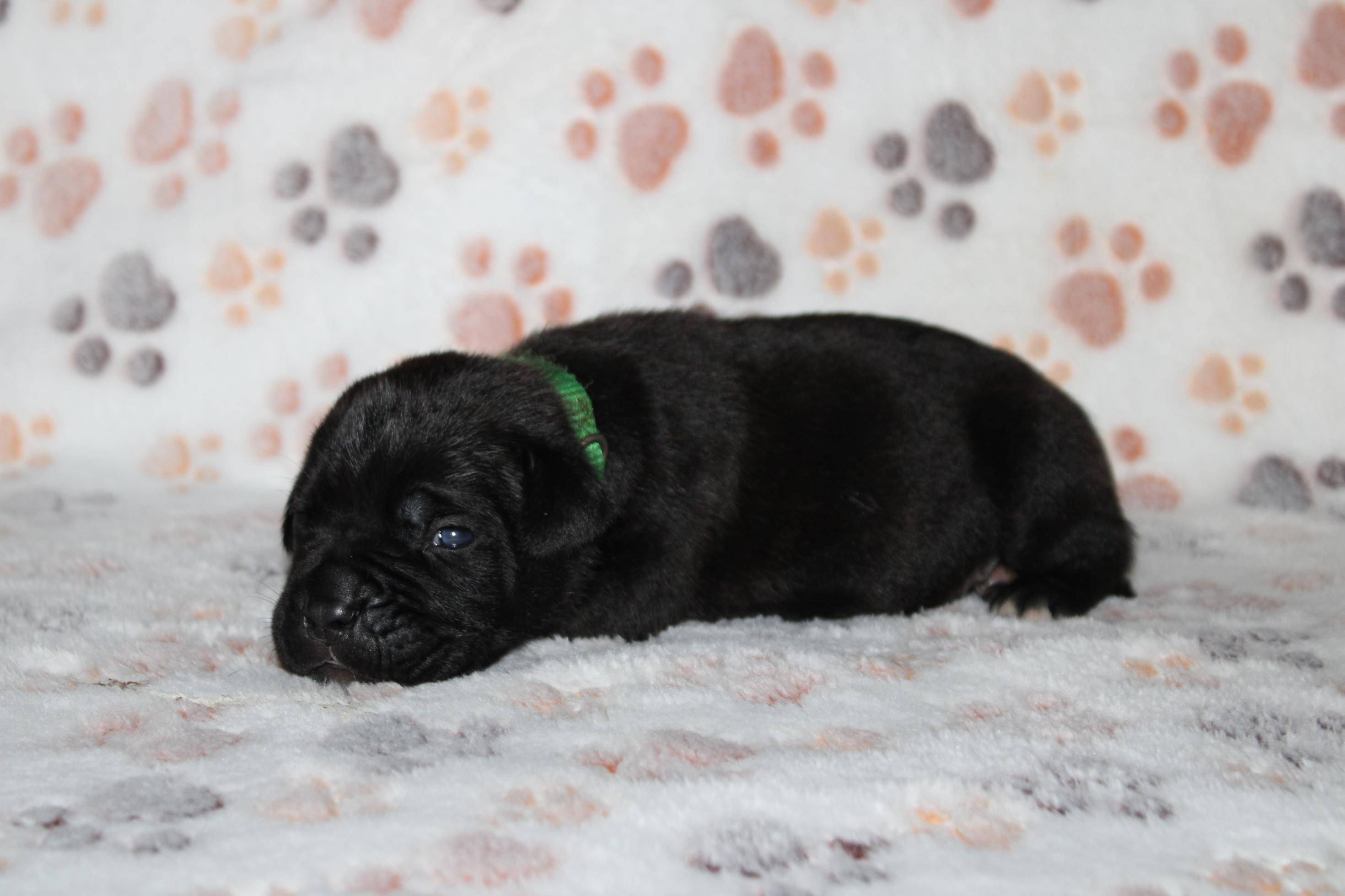 Chiot Cane Corso Albert 