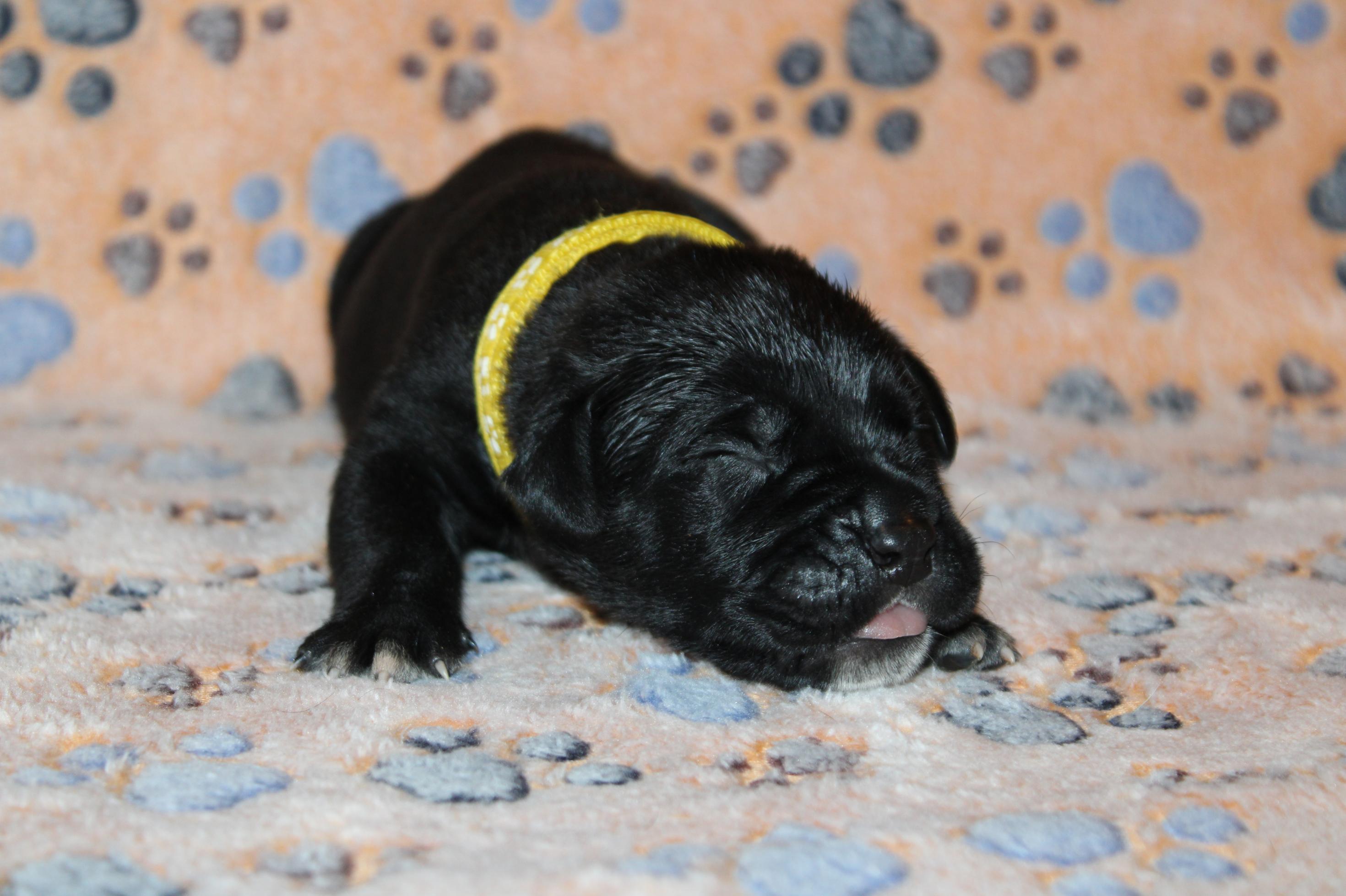 Chiot Cane Corso Mâle N°1