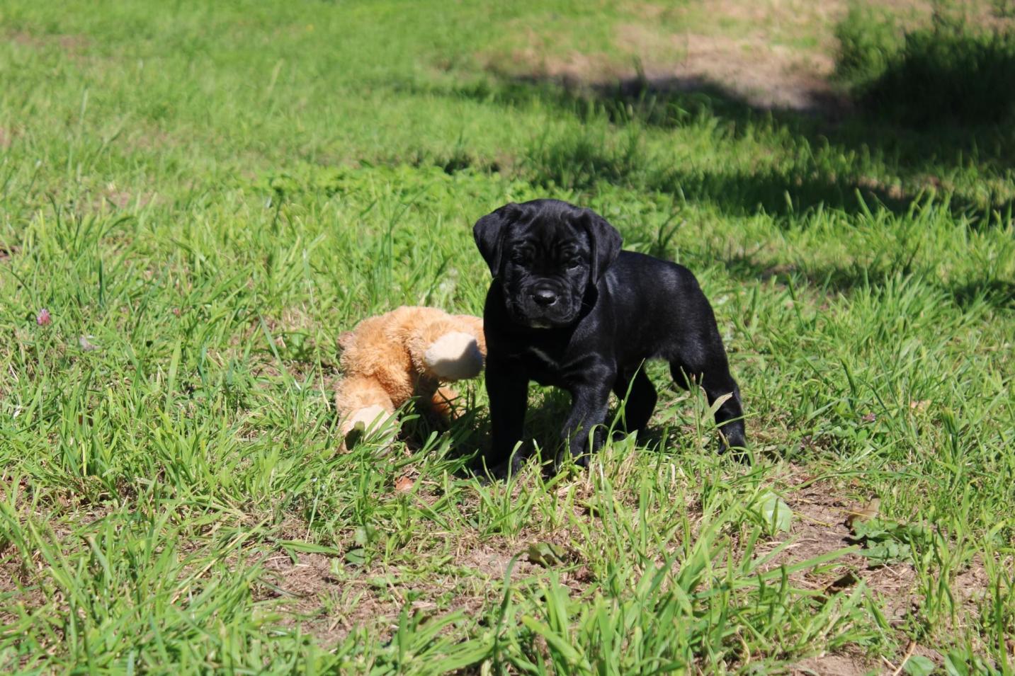 Chiot Cane Corso Vulkan Vin’s Cœur