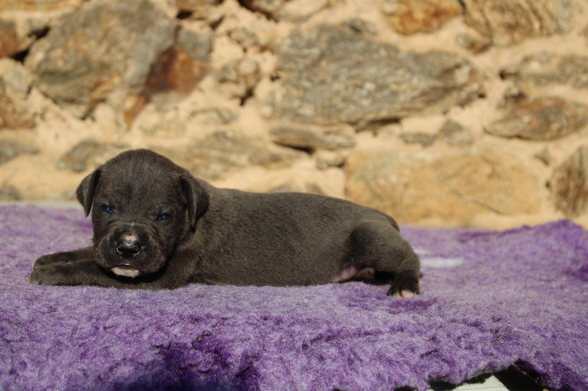 Chiot Cane Corso V’Thor