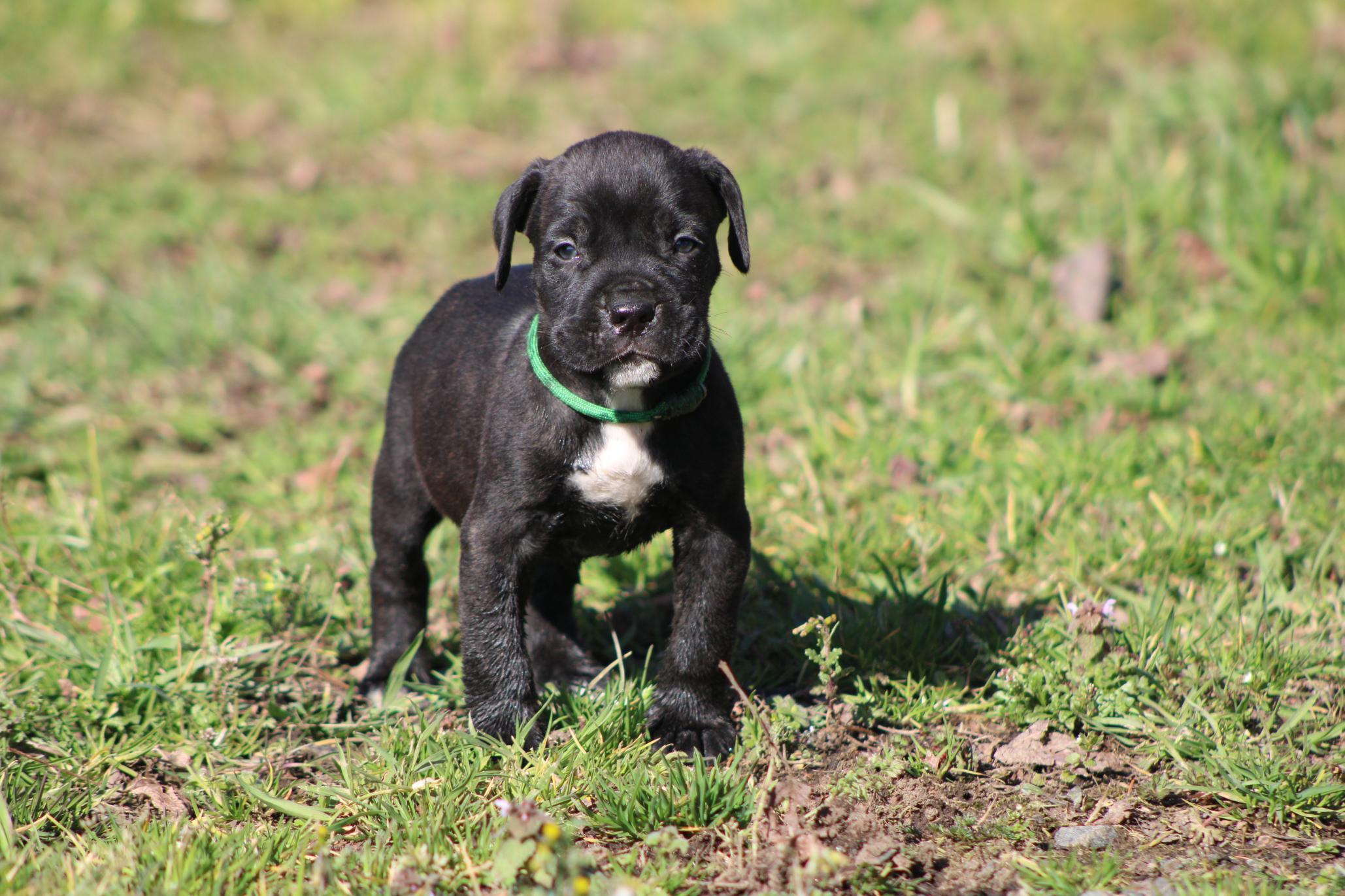 Chiot Cane Corso Arès