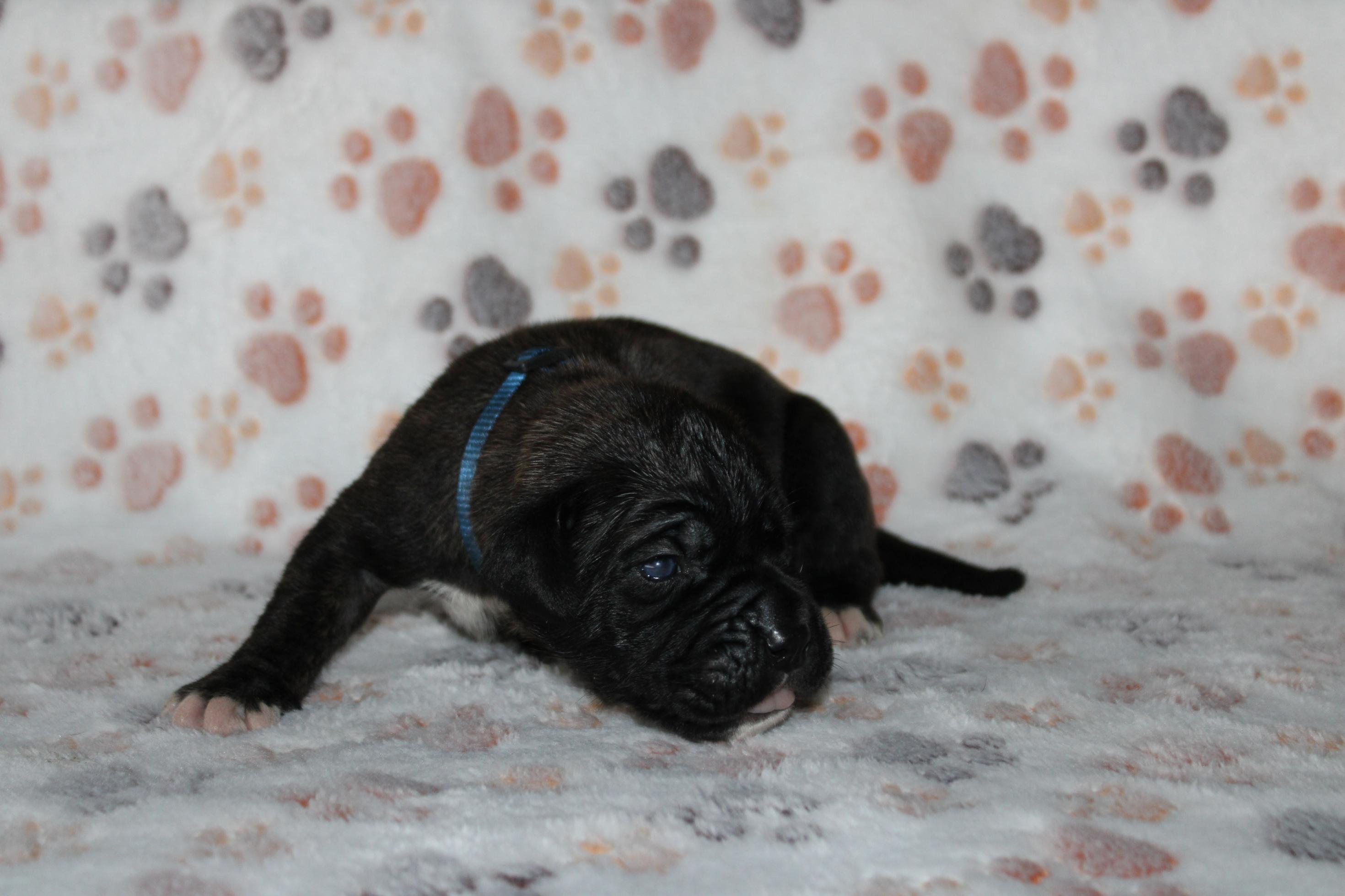 Chiot Cane Corso Mâle N°2