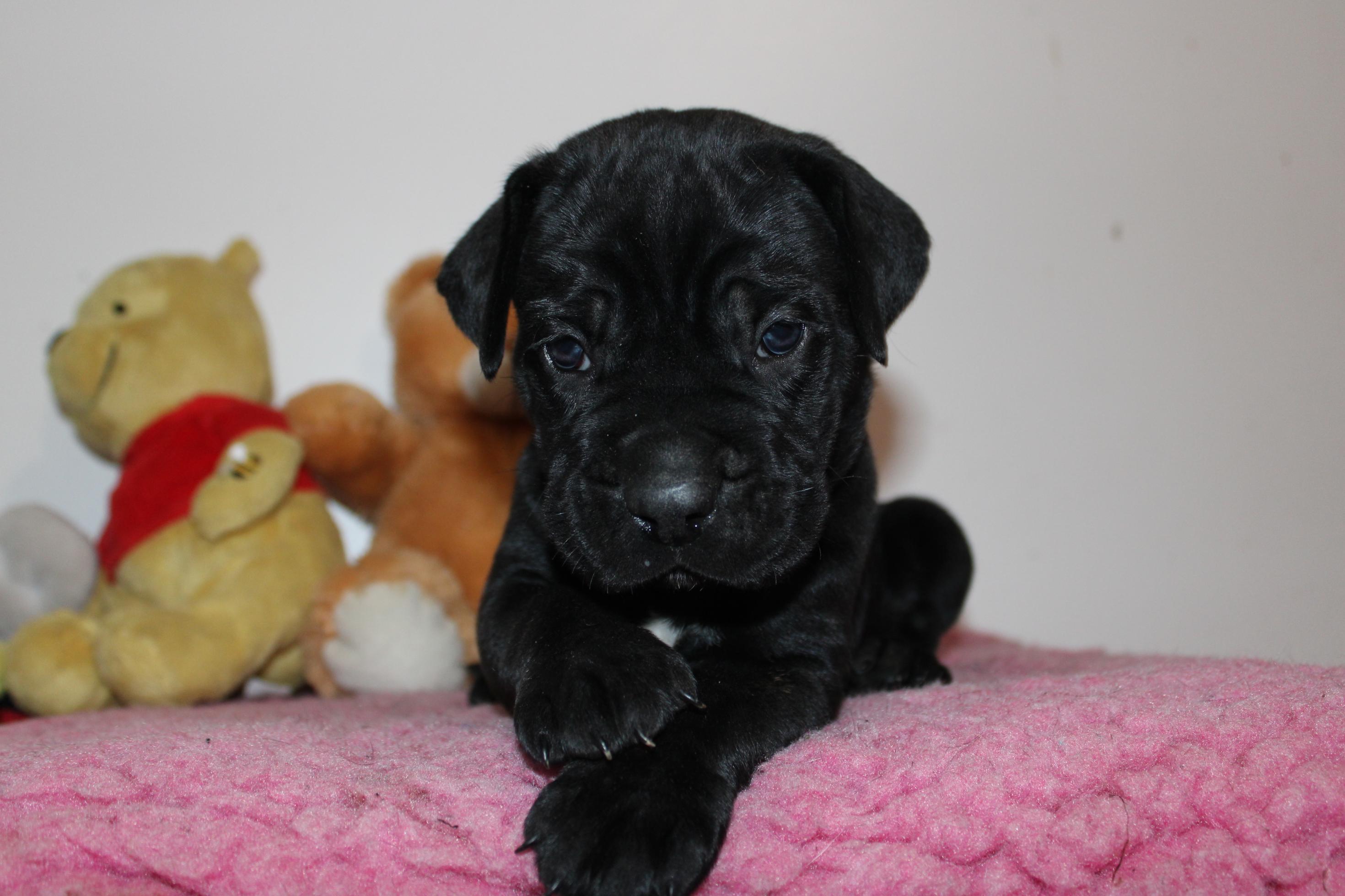 Chiot Cane Corso Ugo