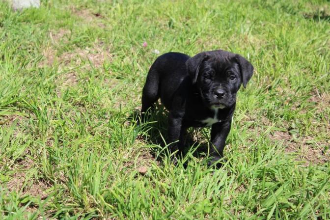 Chiot Cane Corso V-Yomi