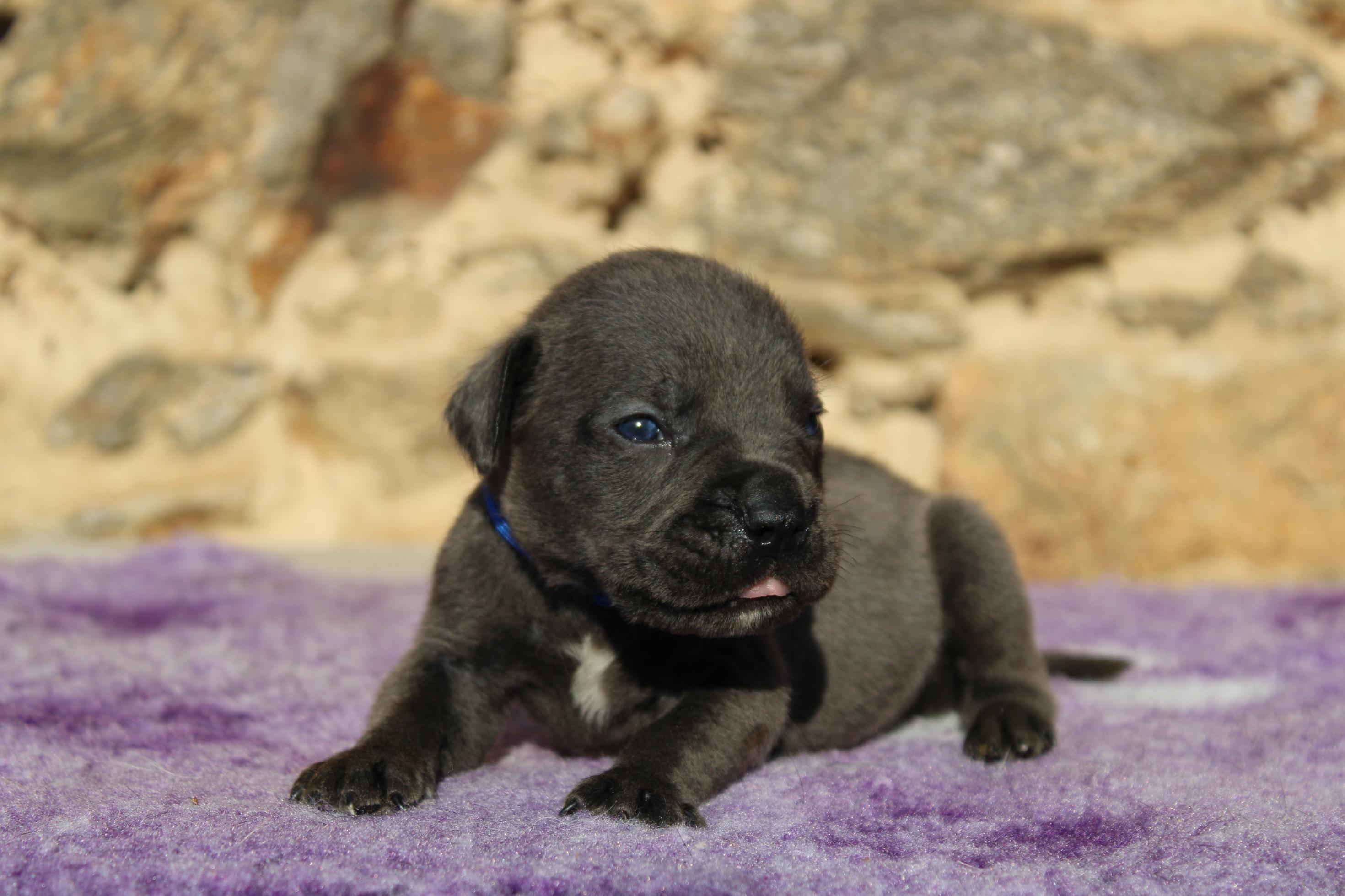 Chiot Cane Corso Vortex