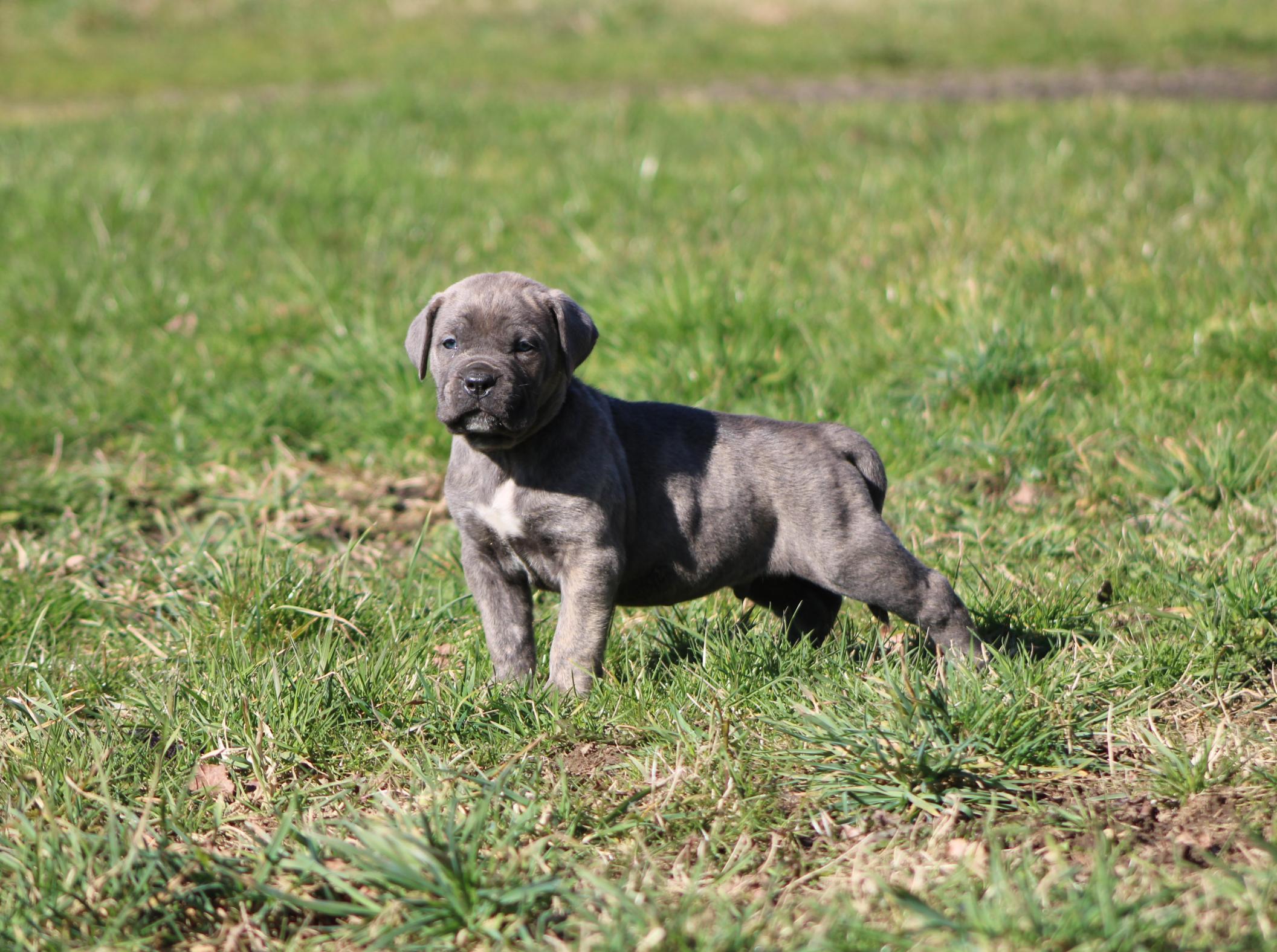 Chiot Cane Corso Aslan