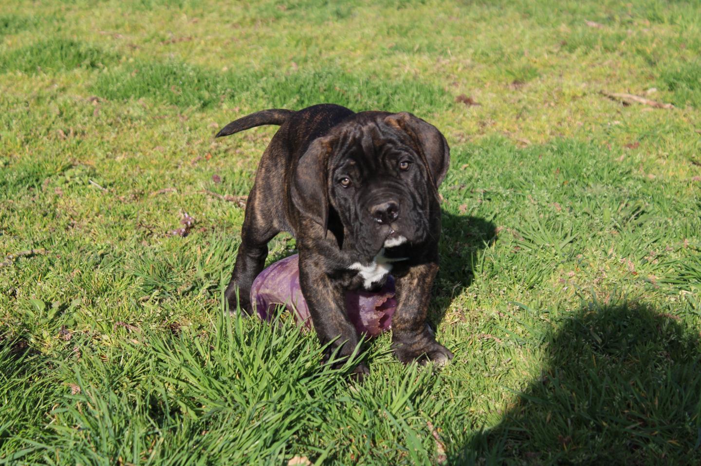 Chiot Cane Corso Mâle N°3