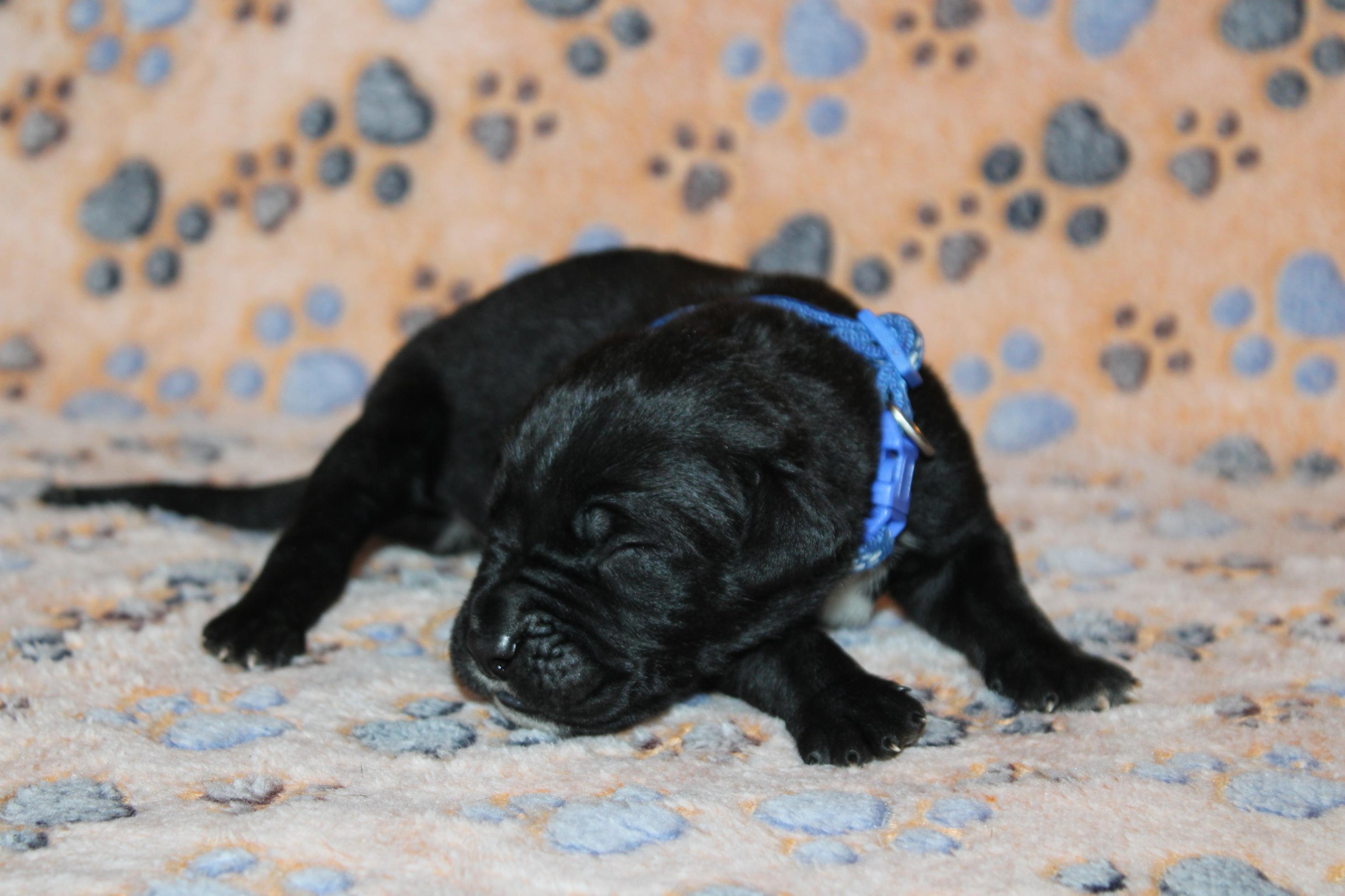 Chiot Cane Corso Mâle N°3