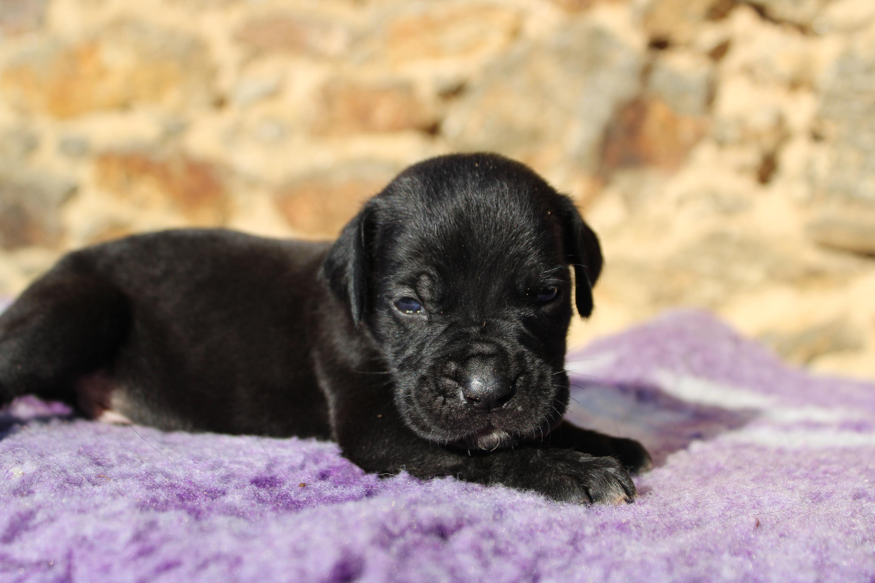 Chiot Cane Corso Vhagar