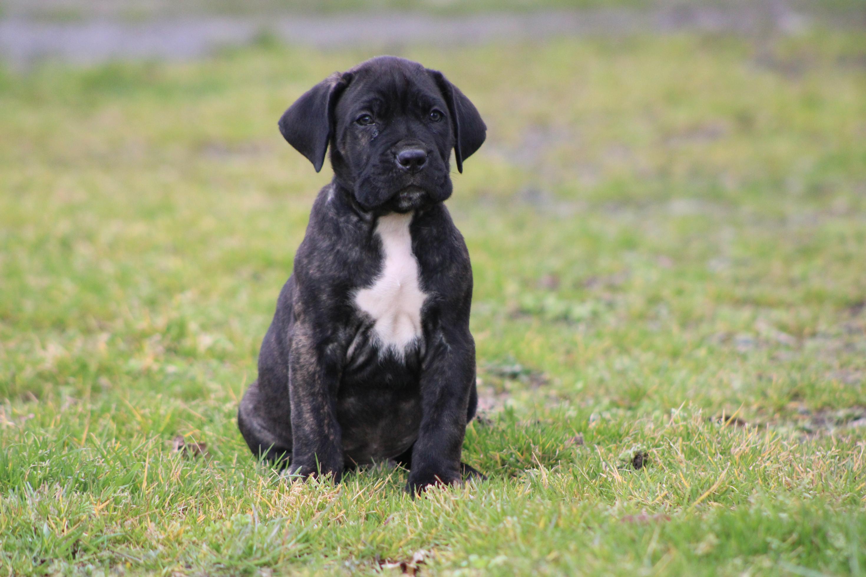 Chiot Cane Corso Aston Martin