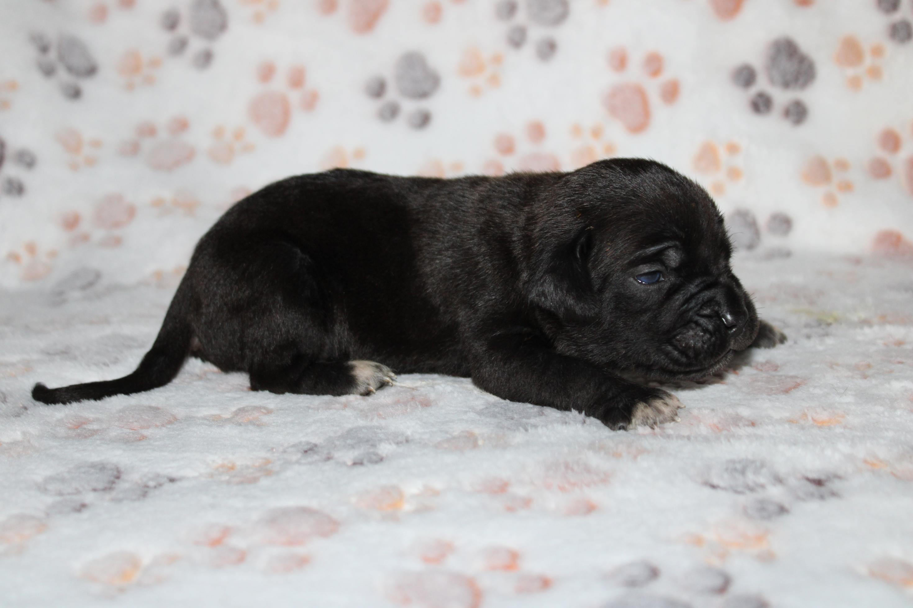 Chiot Cane Corso Mâle N°4