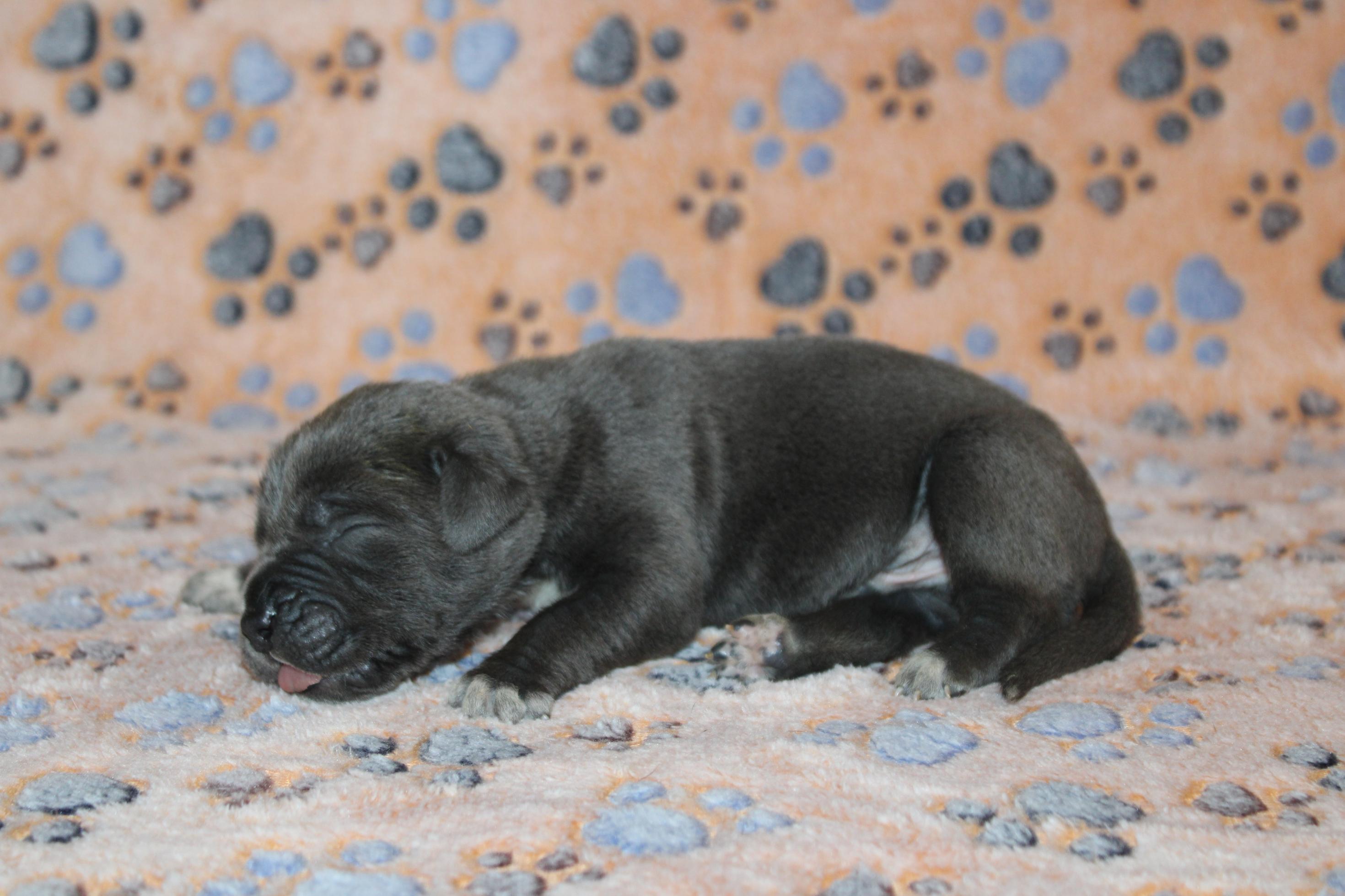 Chiot Cane Corso Mâle N°4