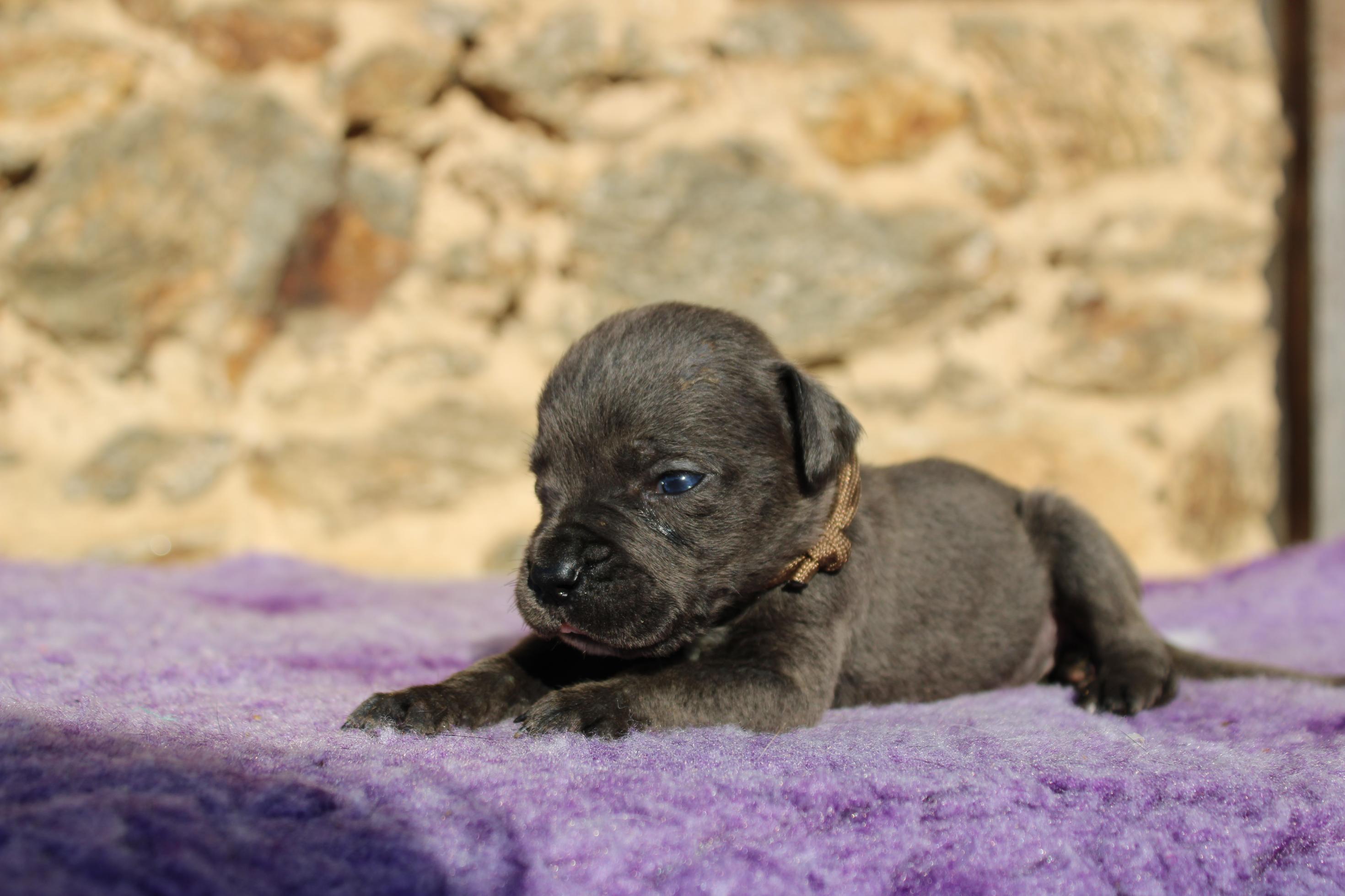 Chiot Cane Corso V