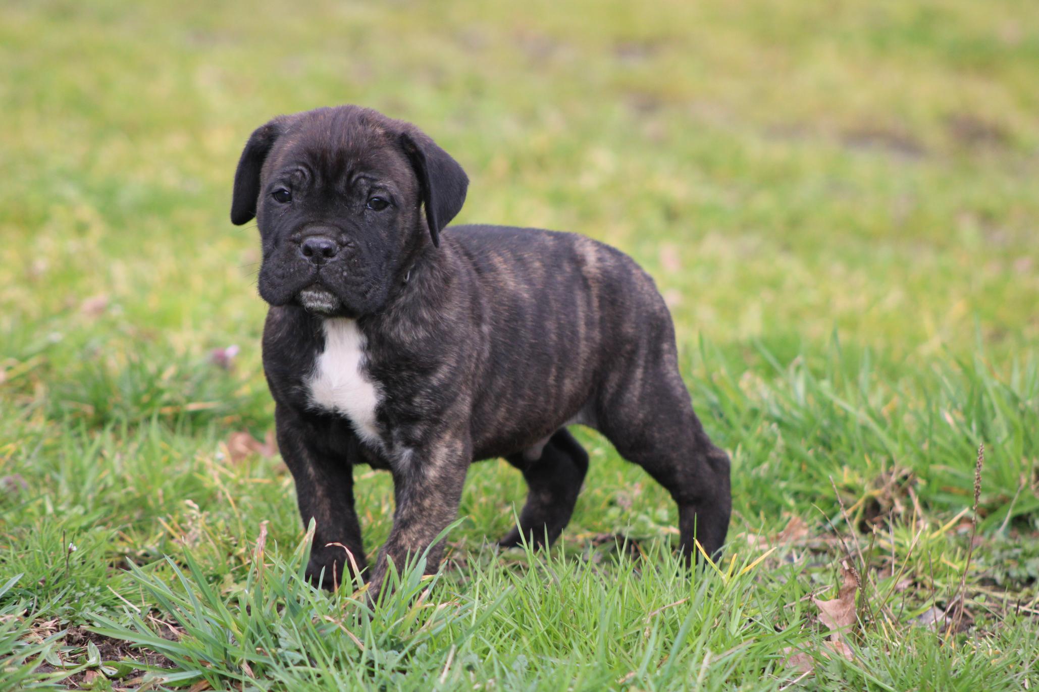 Chiot Cane Corso A