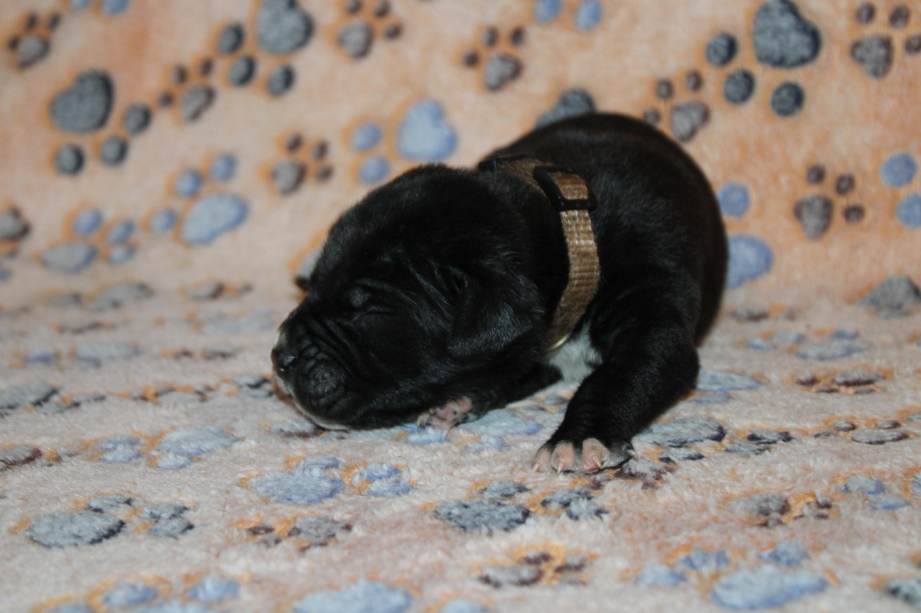 Chiot Cane Corso Mâle N°5