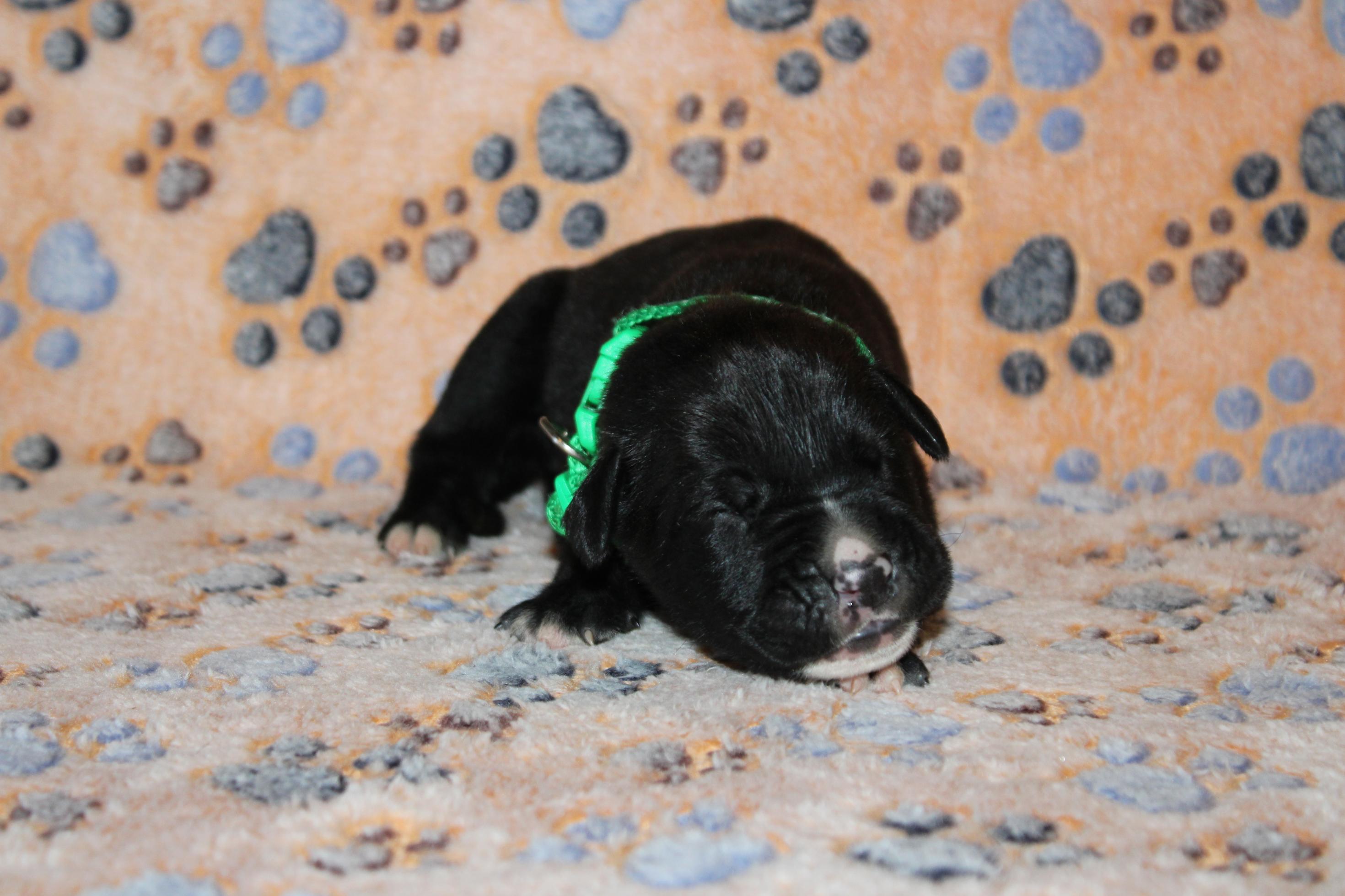 Chiot Cane Corso Mâle N°6