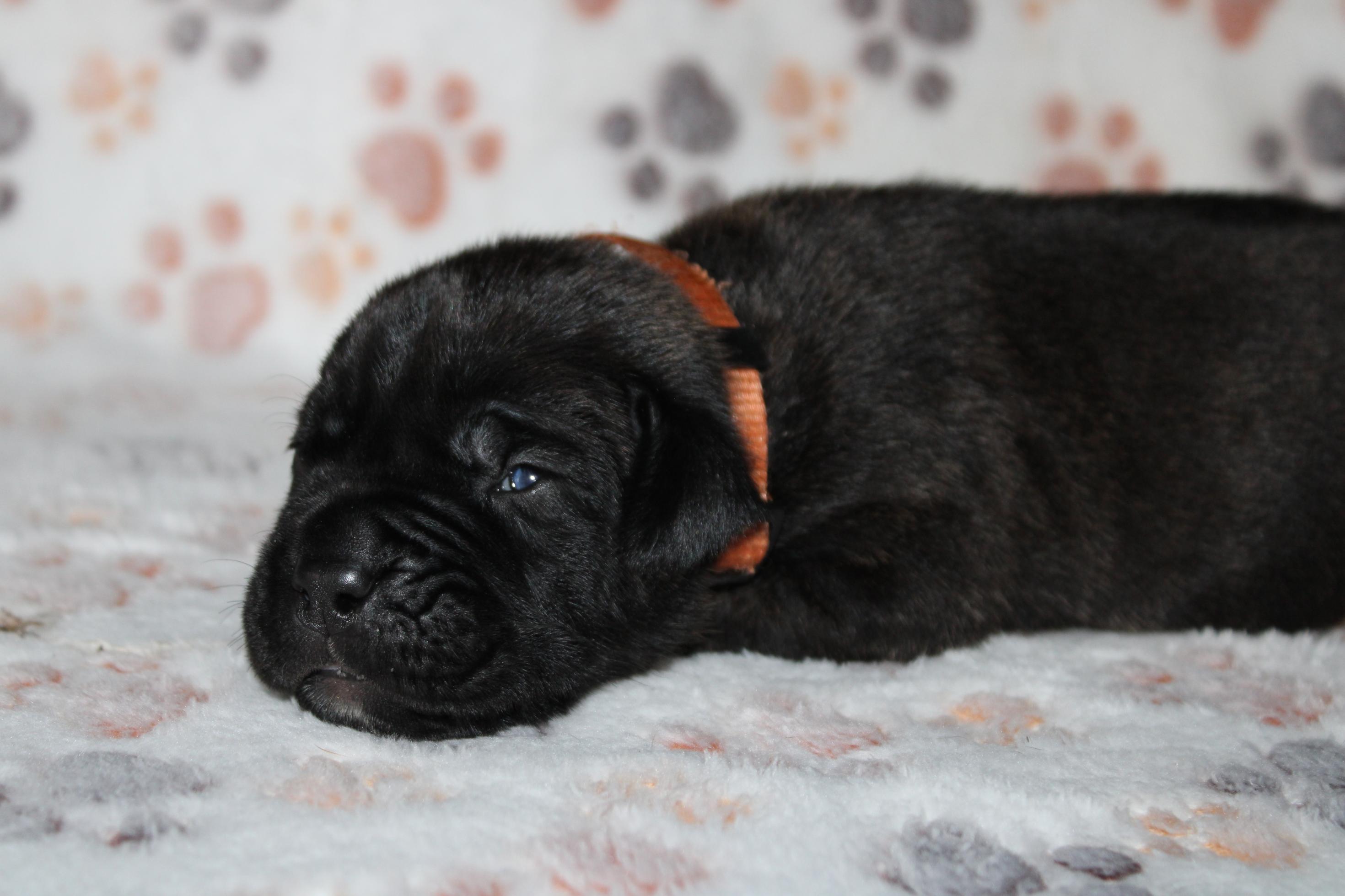 Chiot Cane Corso A’Balou 