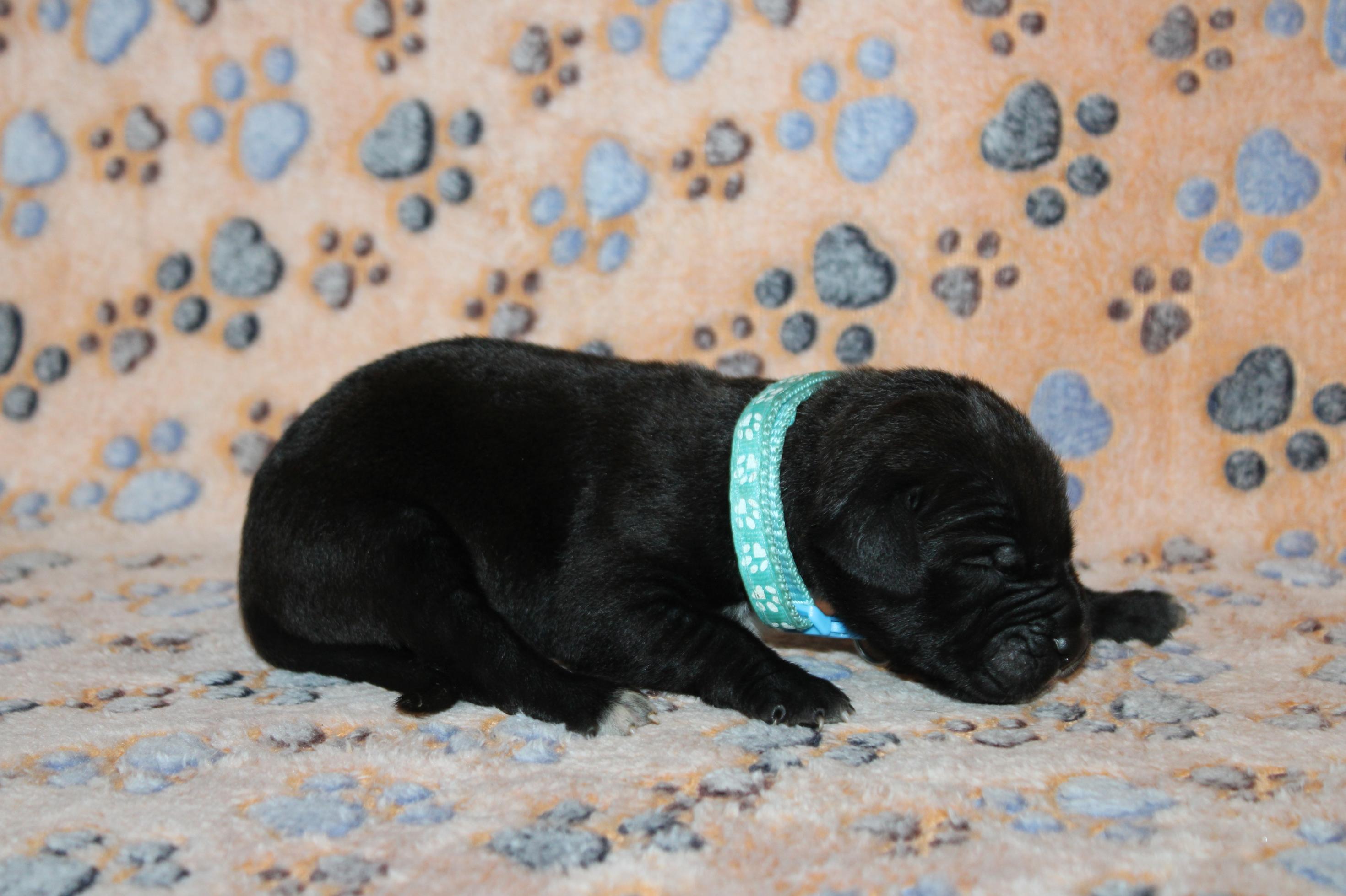 Chiot Cane Corso Mâle N°7