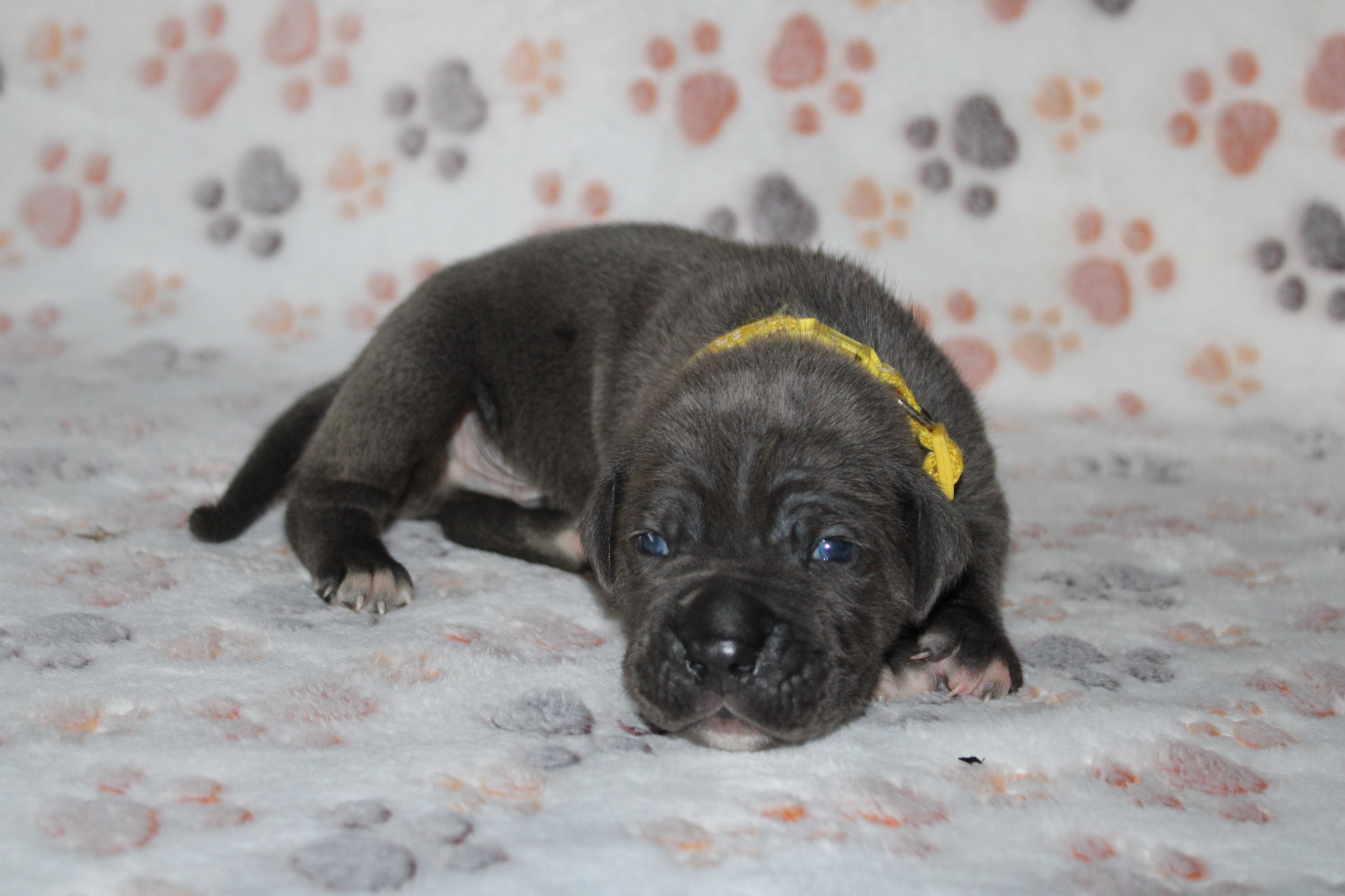 Chiot Cane Corso Mâle N°8