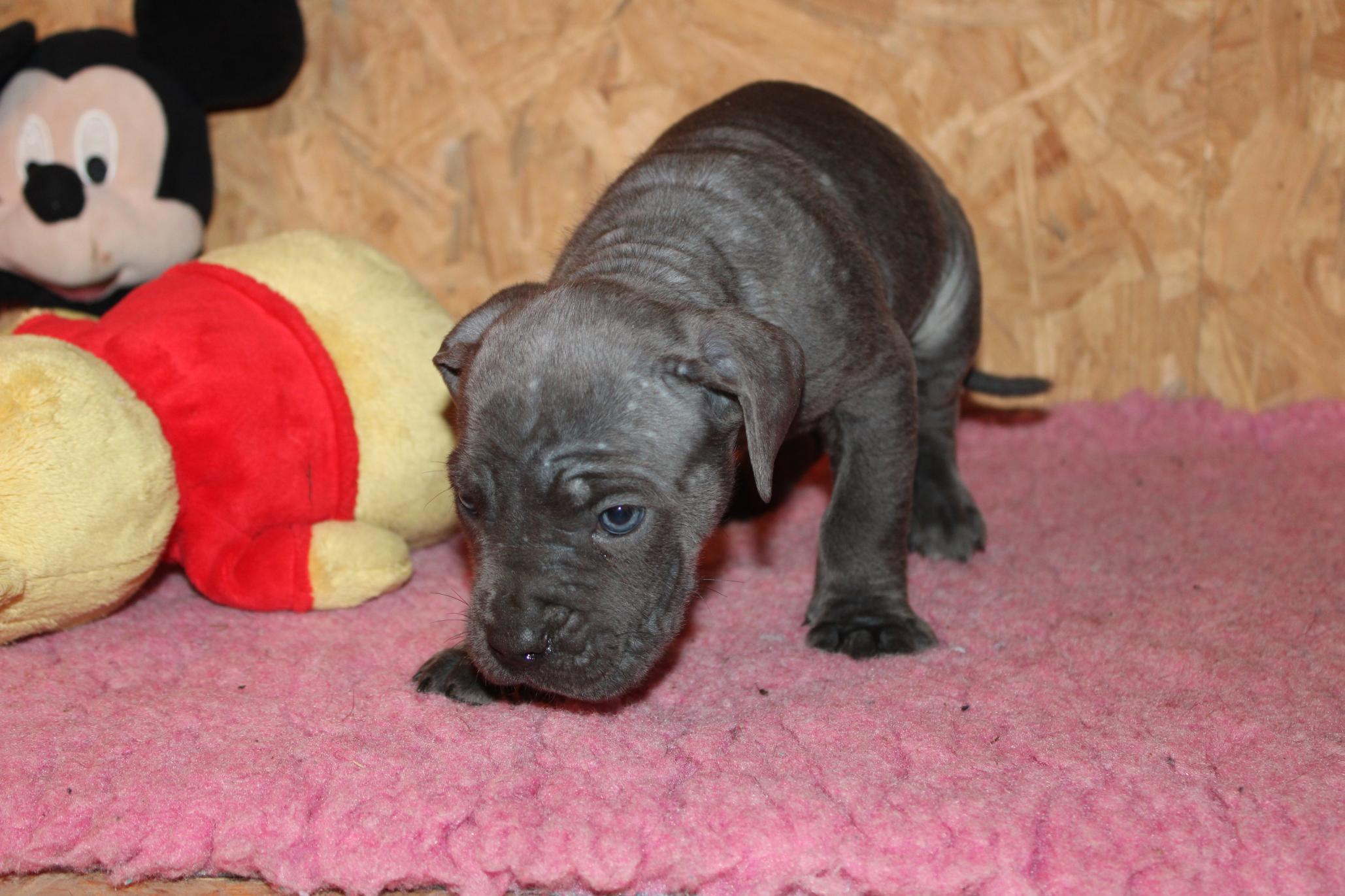 Chiot Cane Corso U