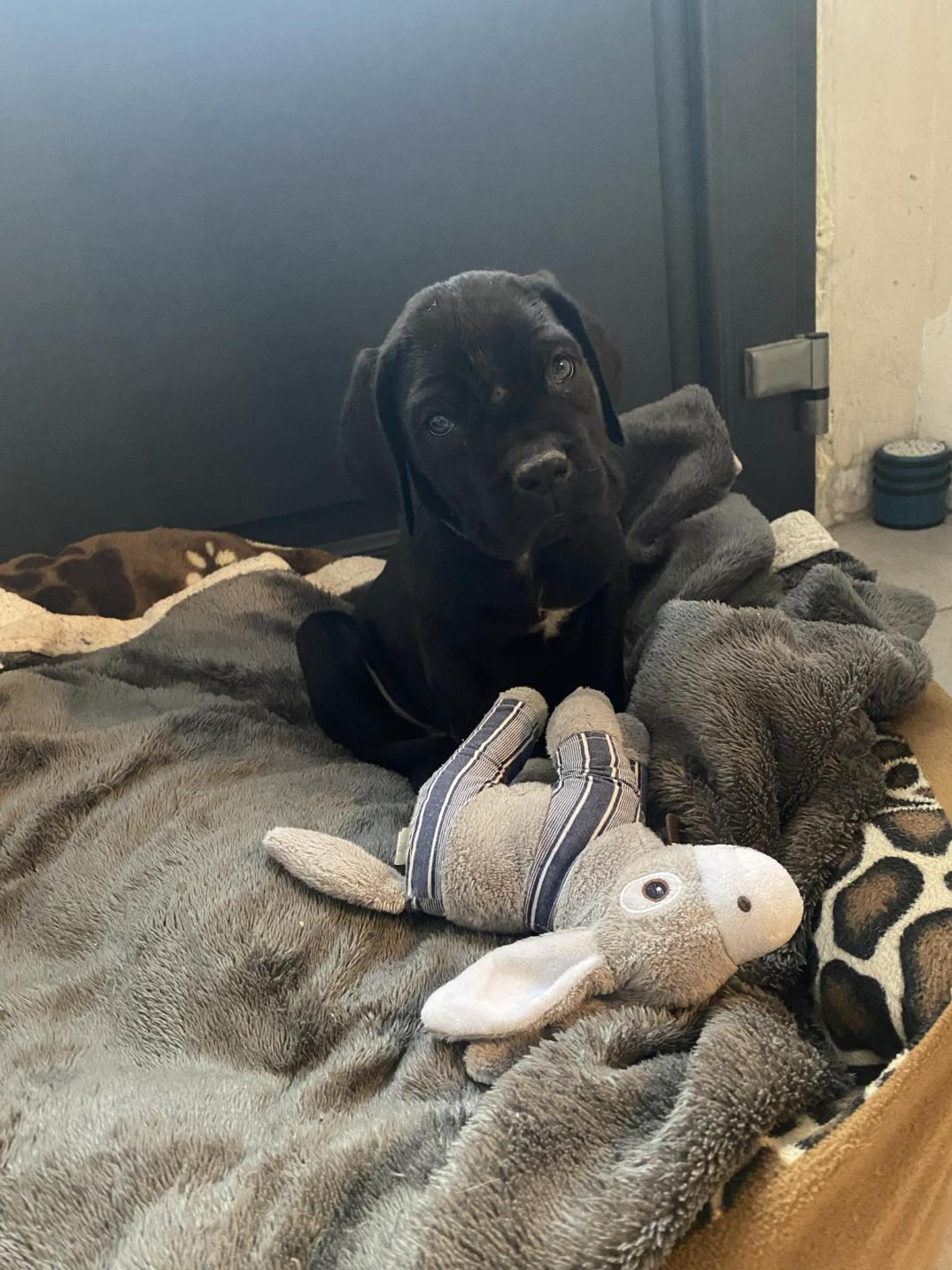 Chiot Cane Corso U