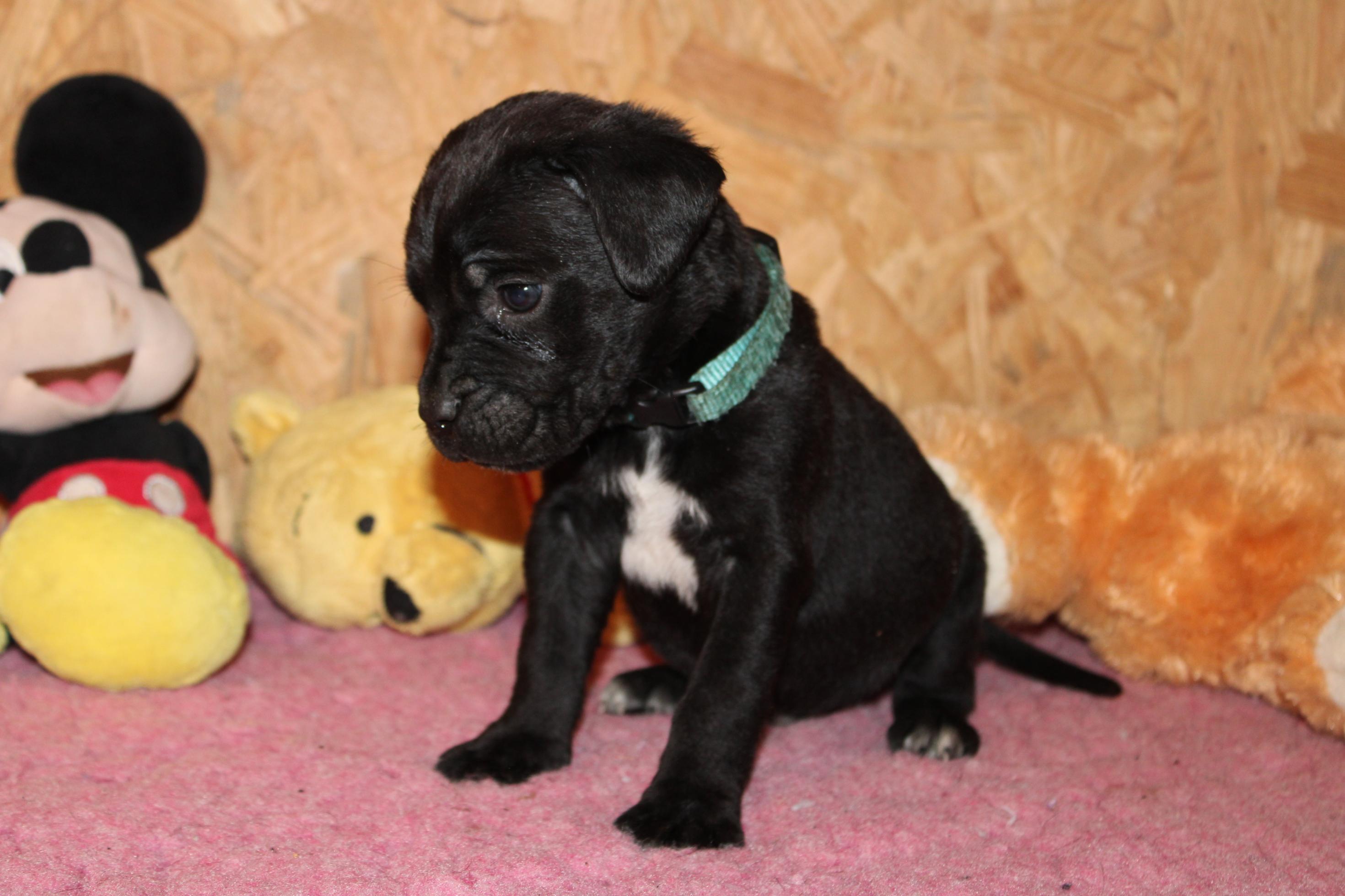 Chiot Cane Corso U