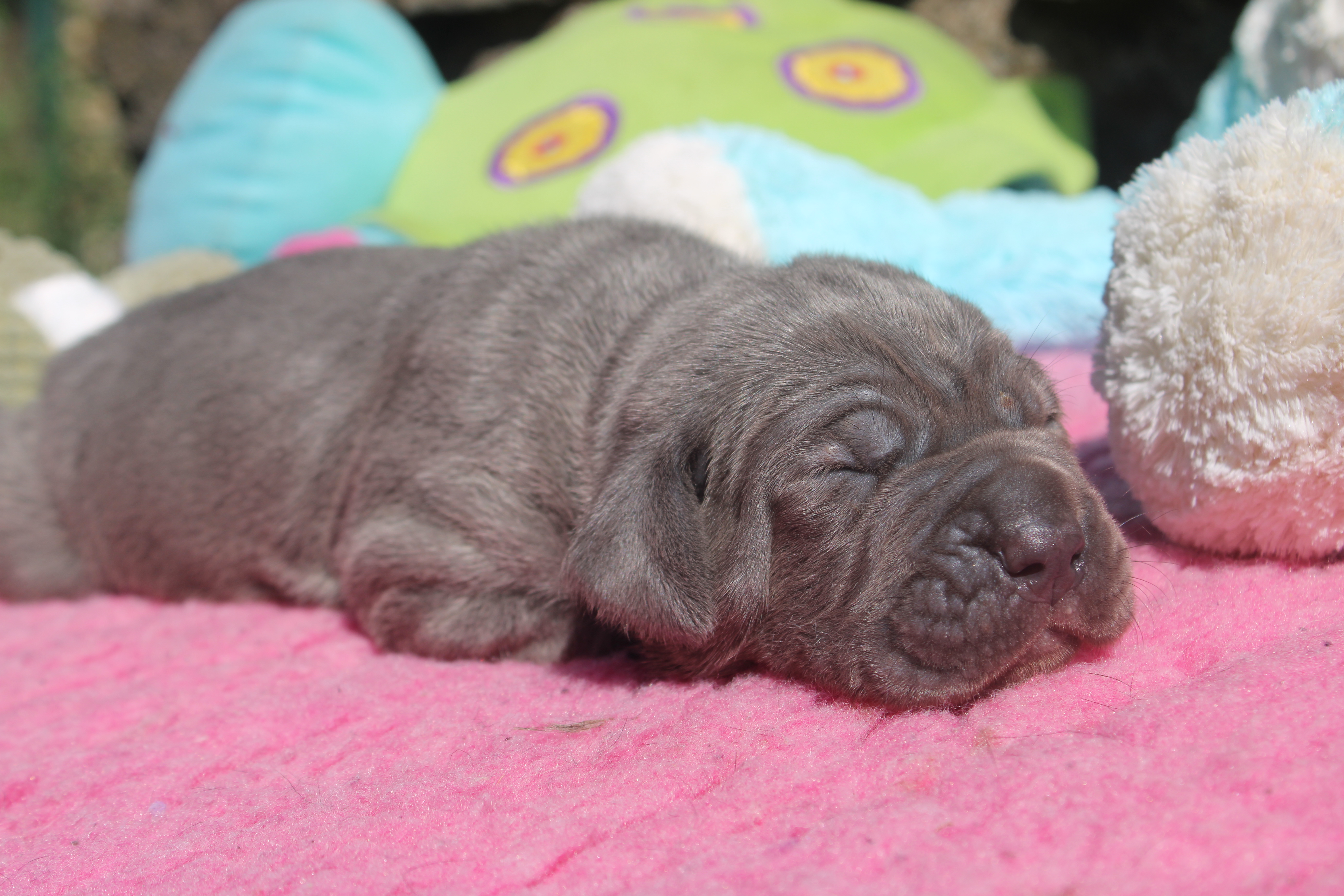 Chiot Cane Corso Uhtred