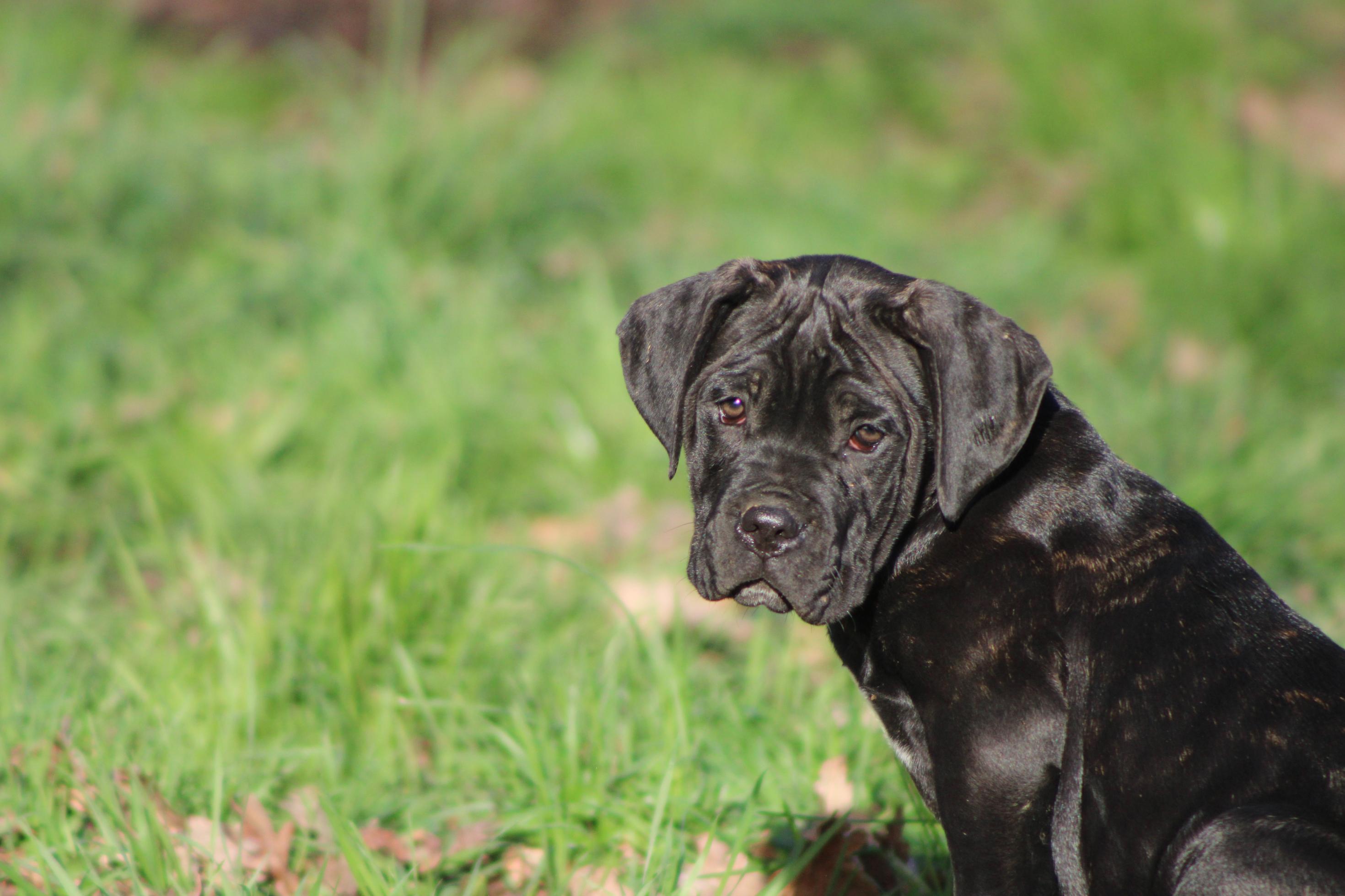 Chiot Cane Corso Ulane