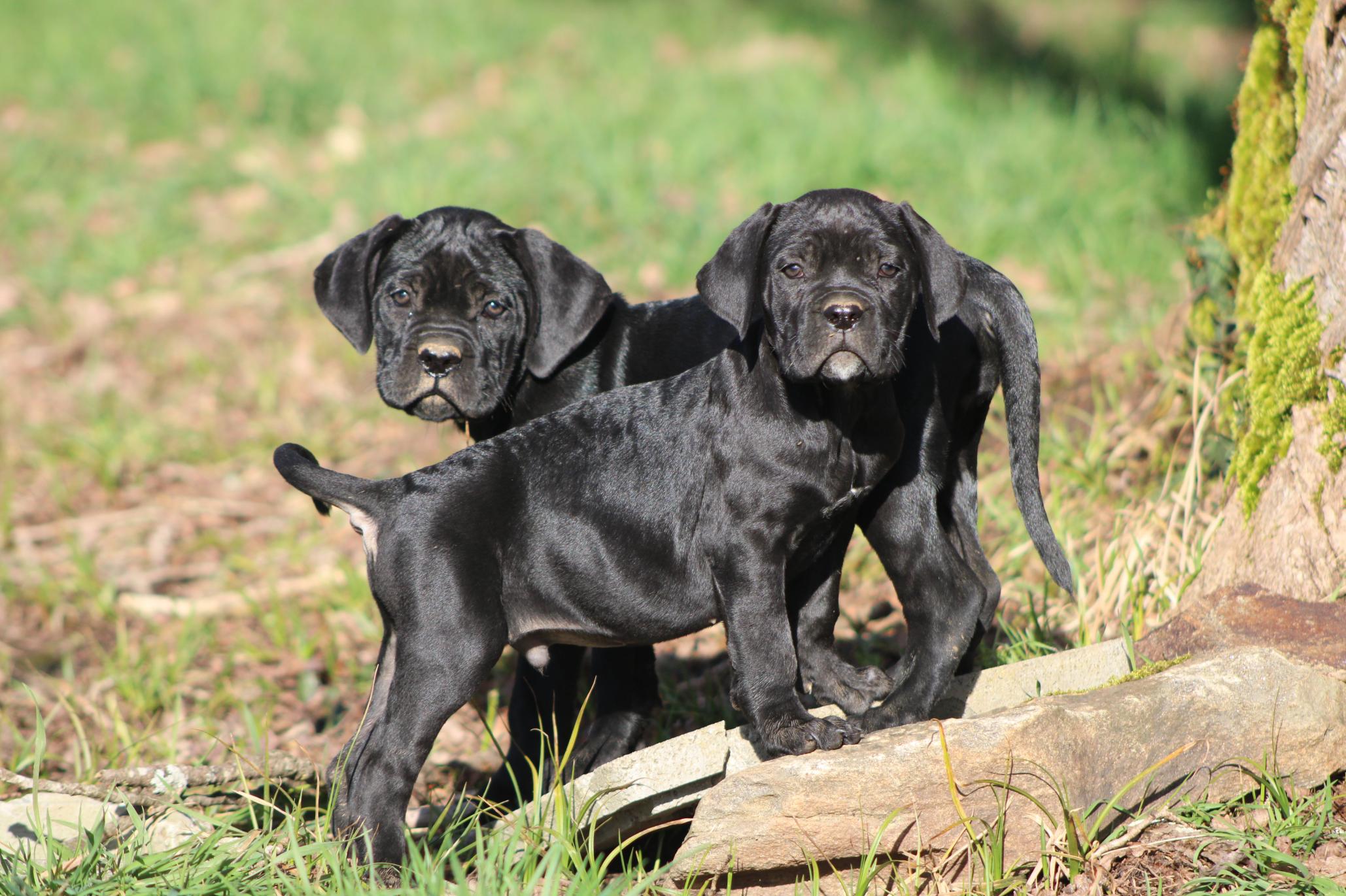 Chiot Cane Corso Ultimate