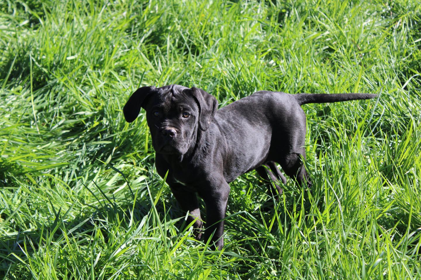 Chiot Cane Corso Undila 