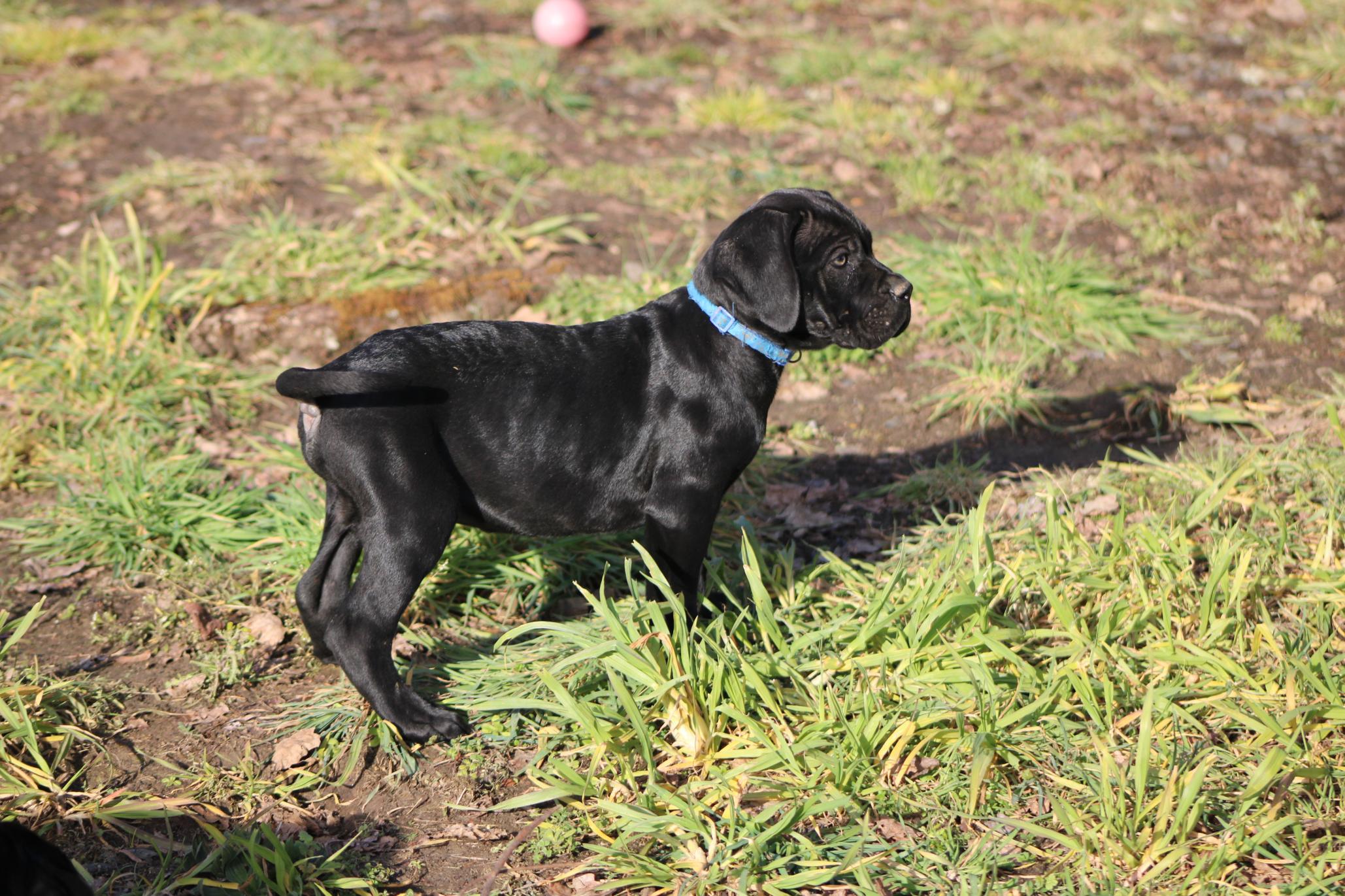 Chiot Cane Corso Un grand Prestige